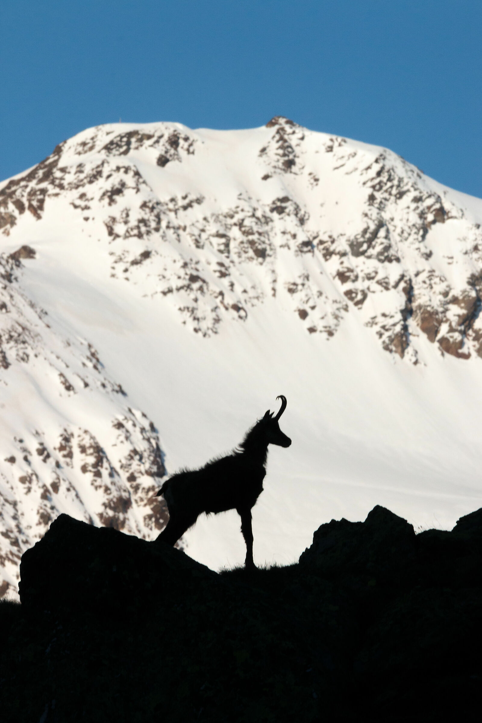 Chamois in the background the Vioz