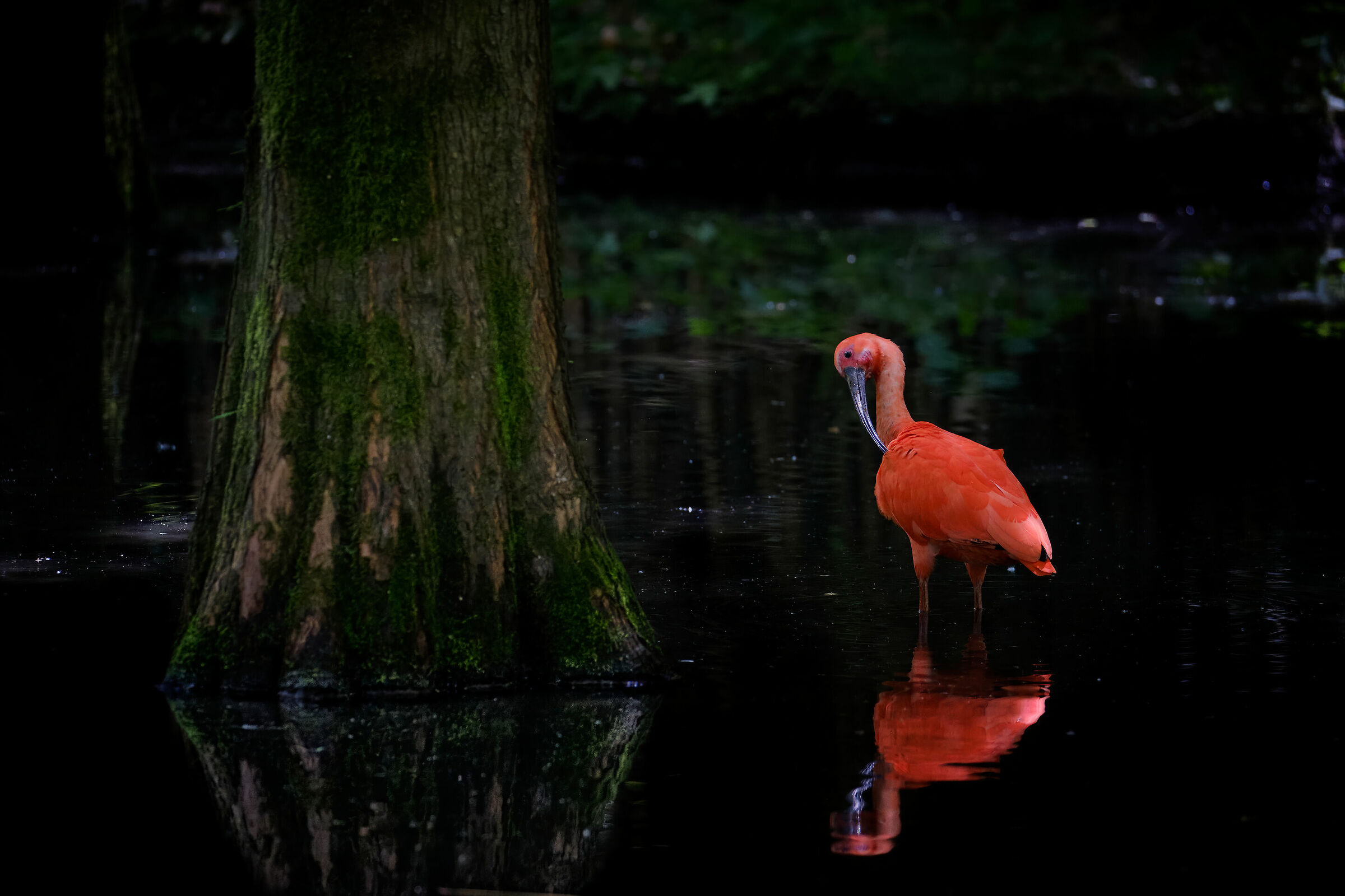 Red Ibis