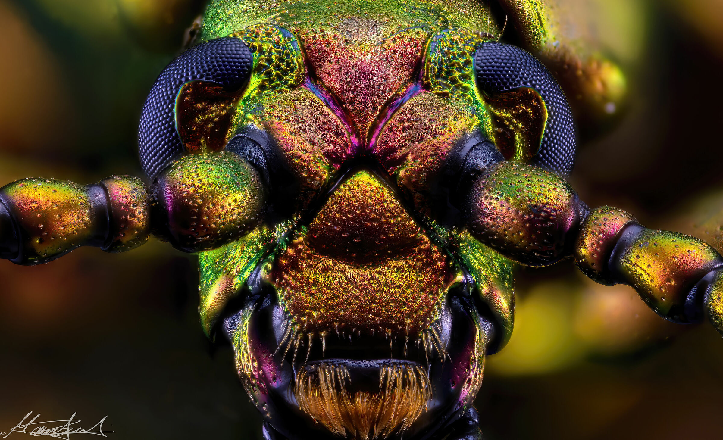 Sagra longicollis