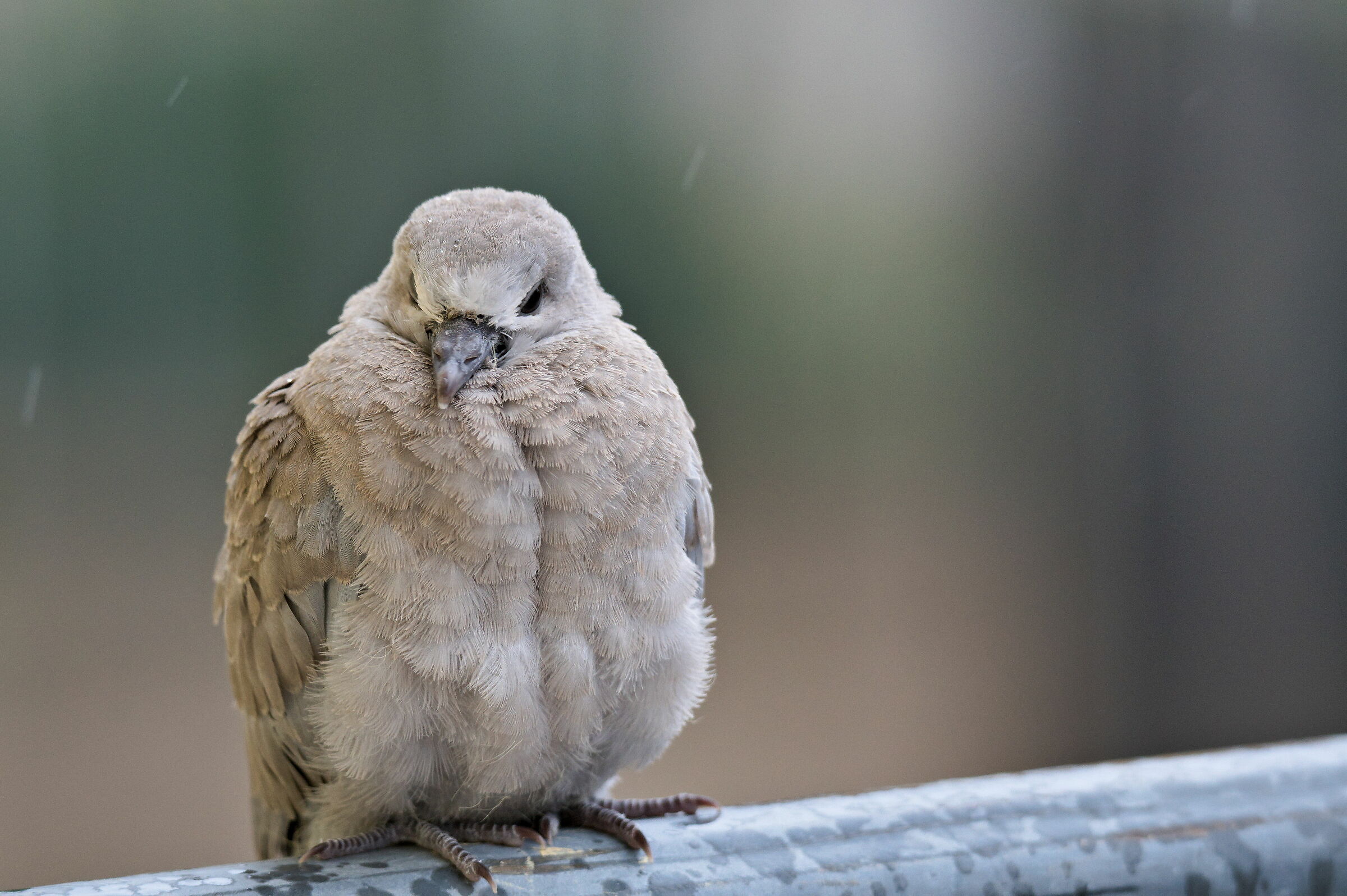 Giornata uggiosa di quarantena