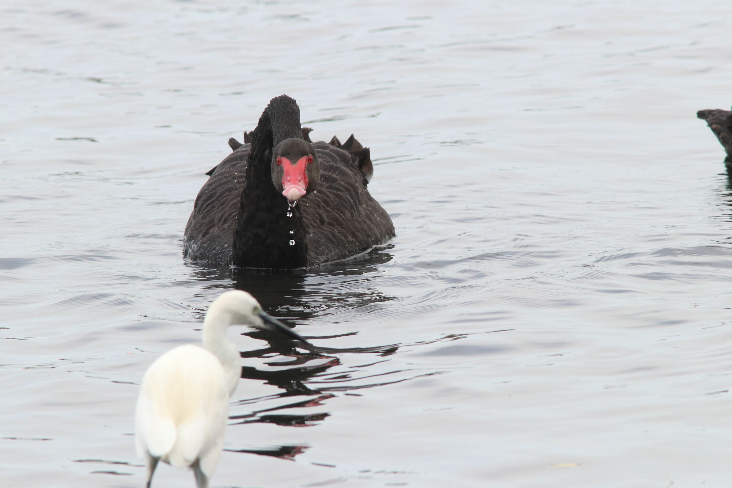 Black swan and egret