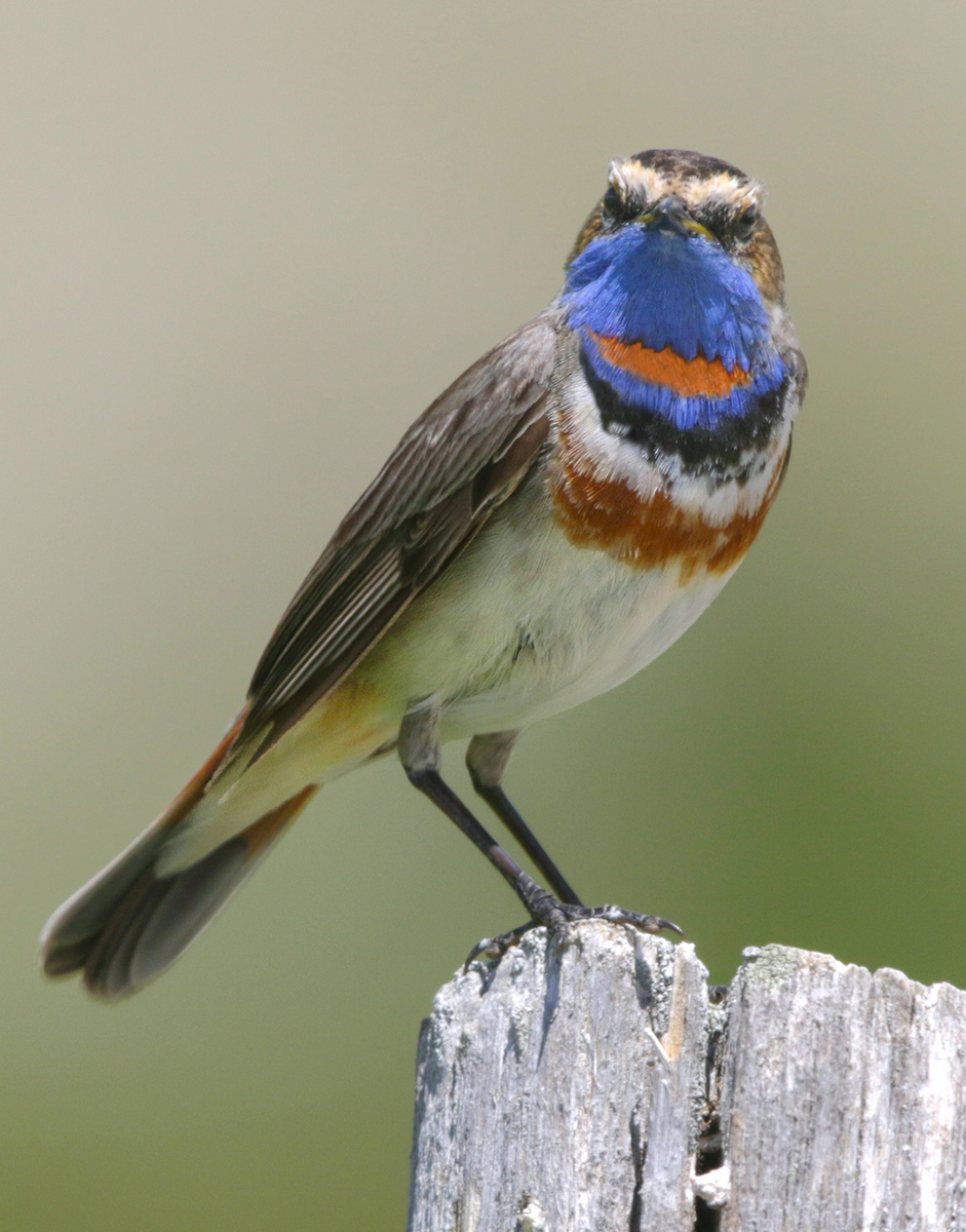 Intense blue, pettazzurro