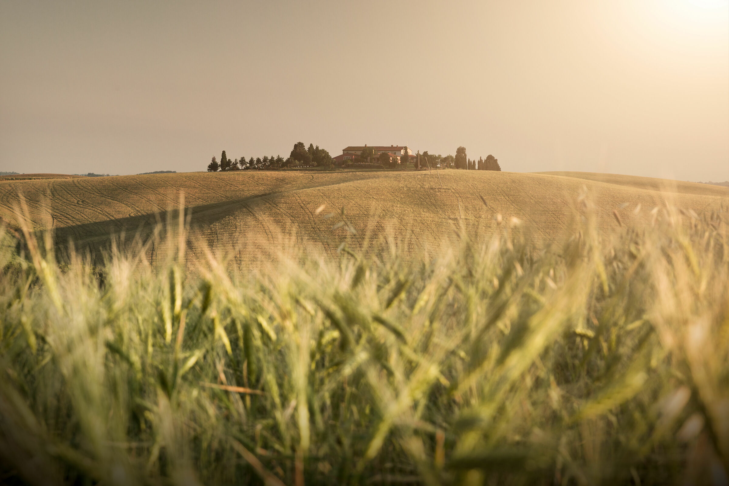 The cottage in the wheat