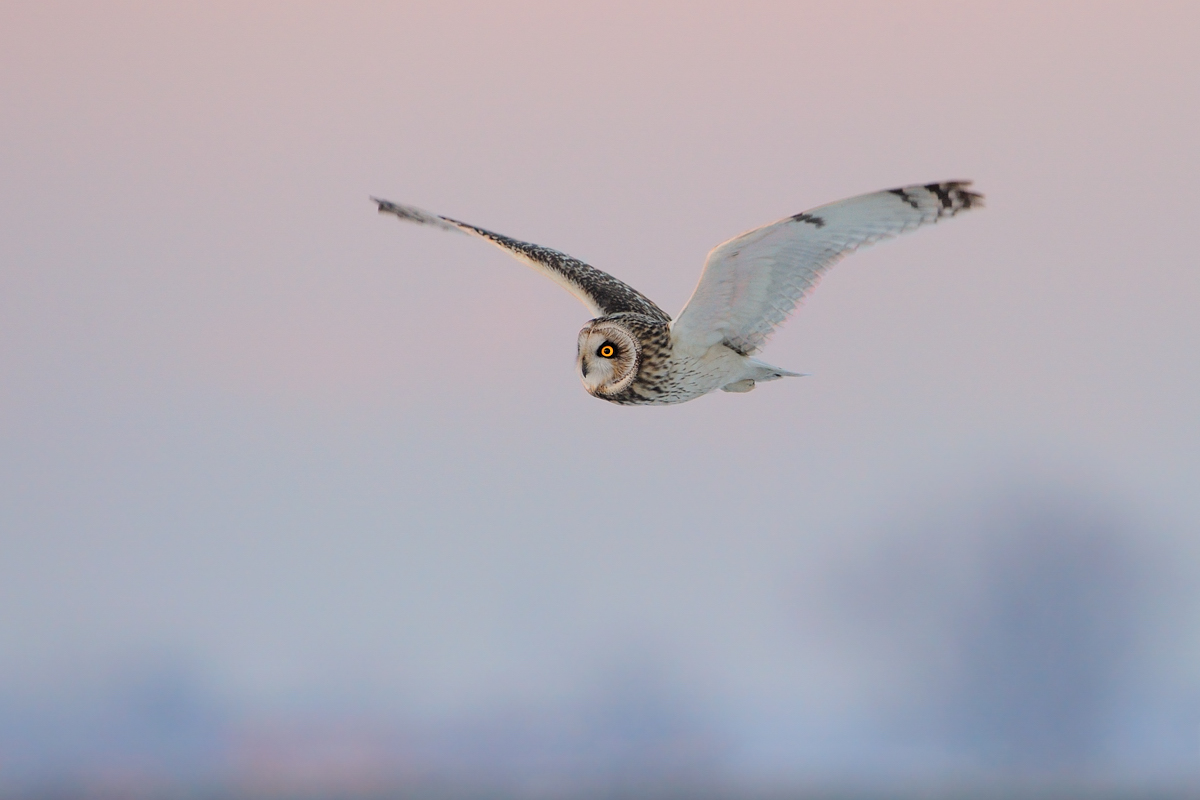 Short-eared Owl flying at dusk ...