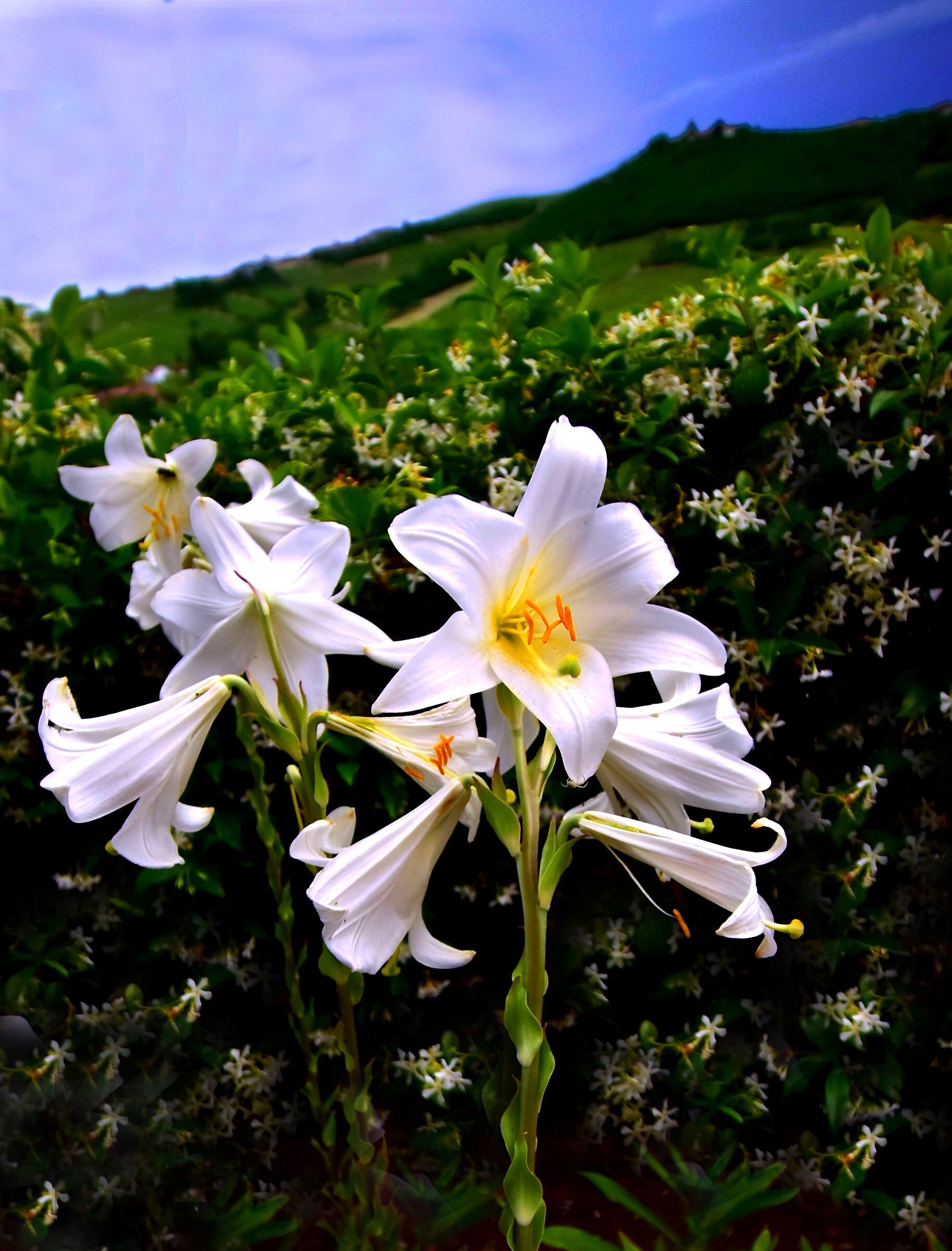 Il candore del Giglio