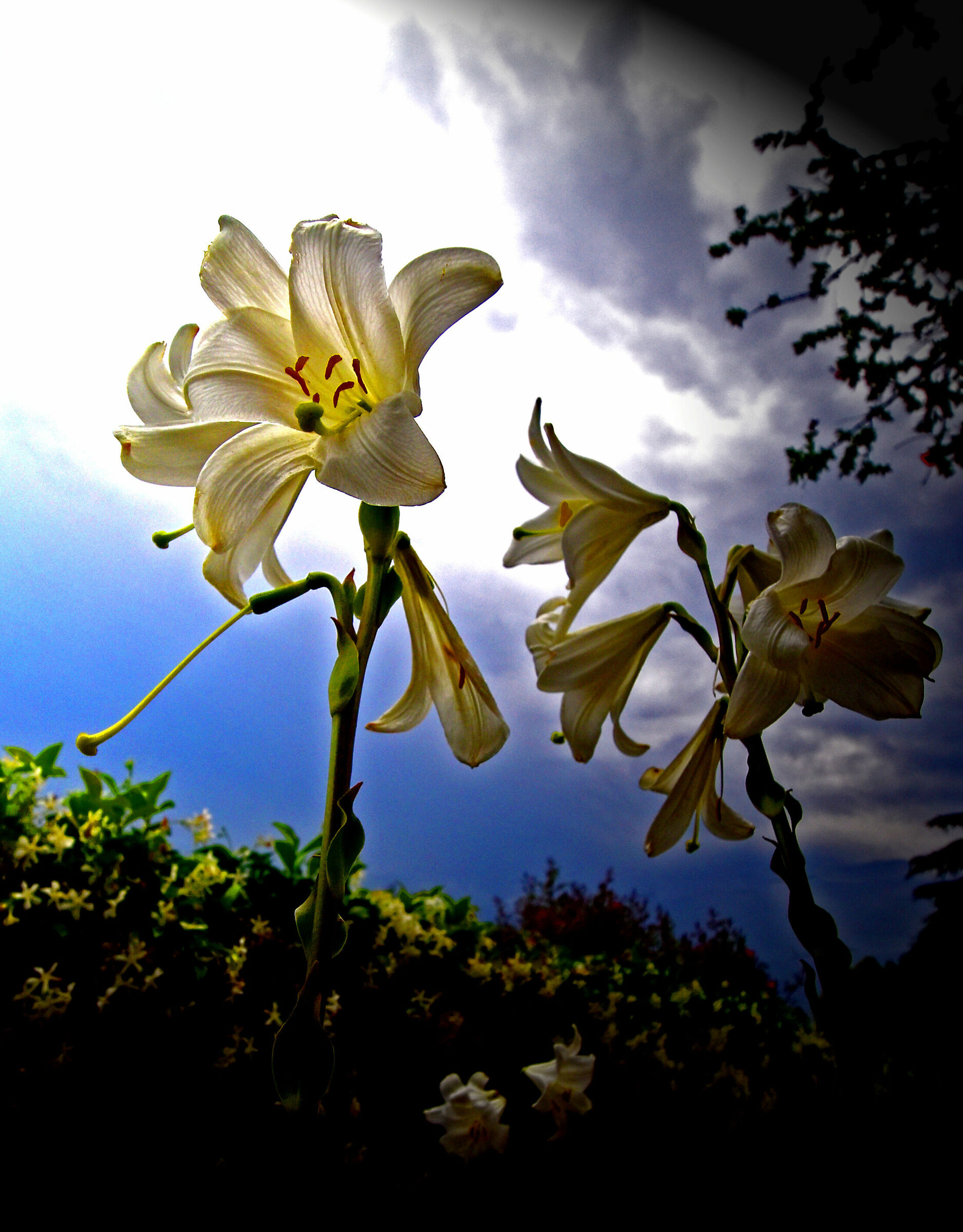 The white dog of the lily