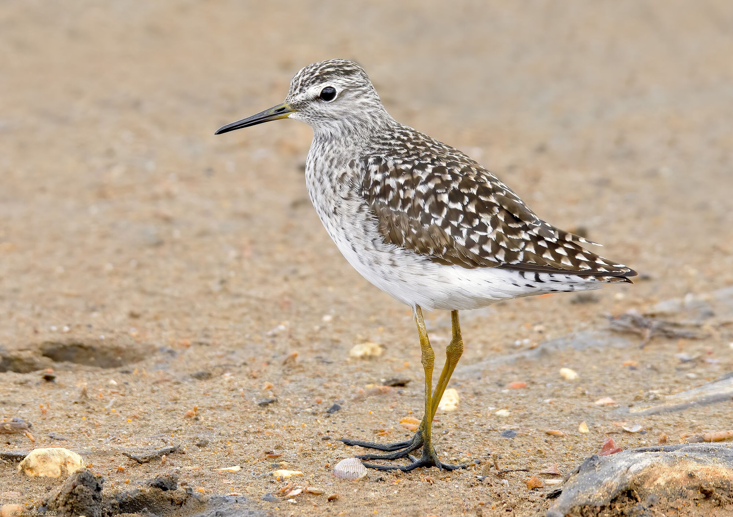 Piro Piro Boschereccio (Tringa glareola)