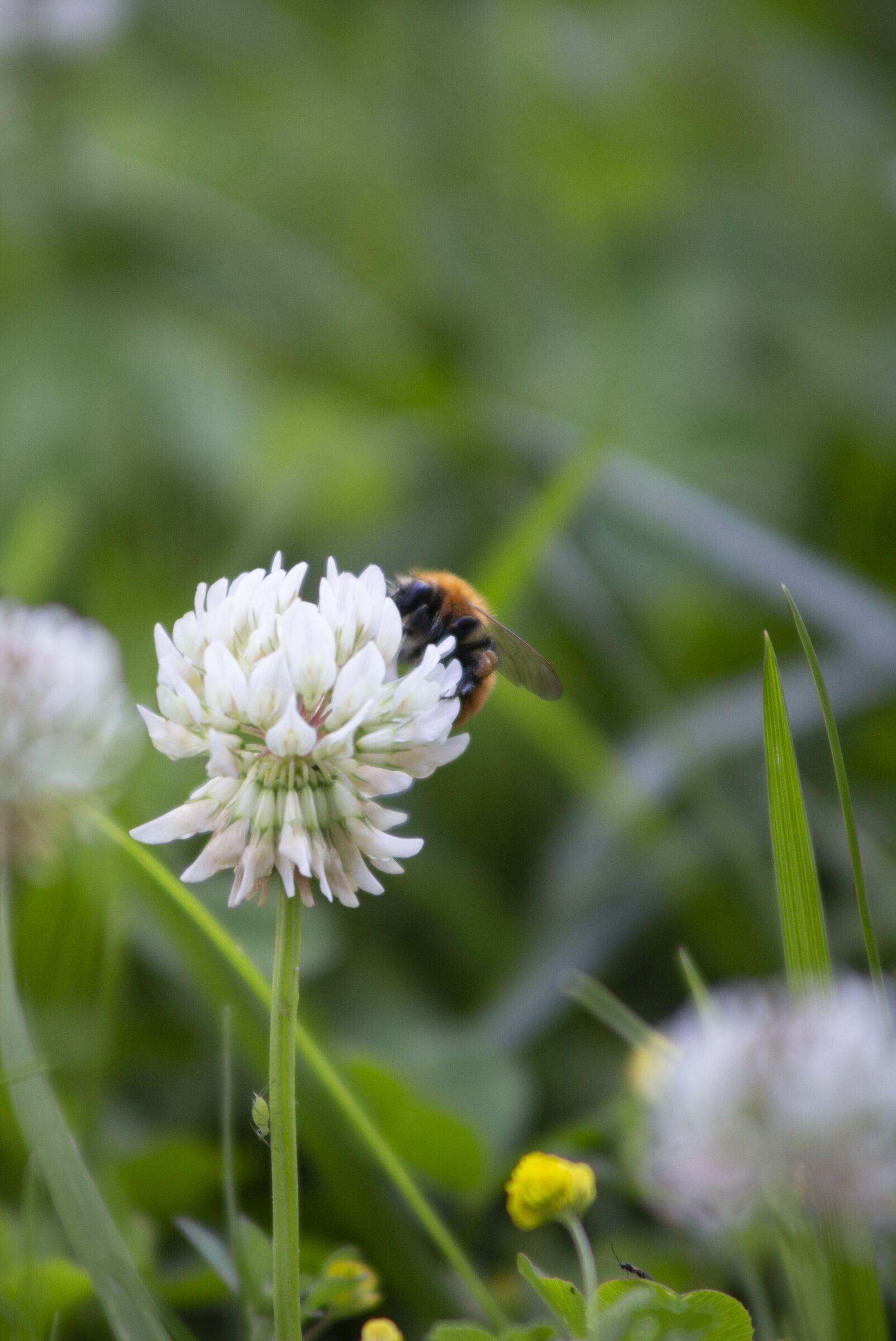 Melting pot interspecie