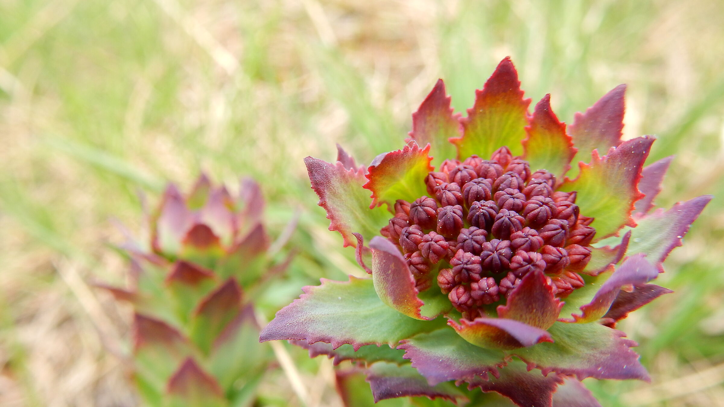 Colle delle Finestre