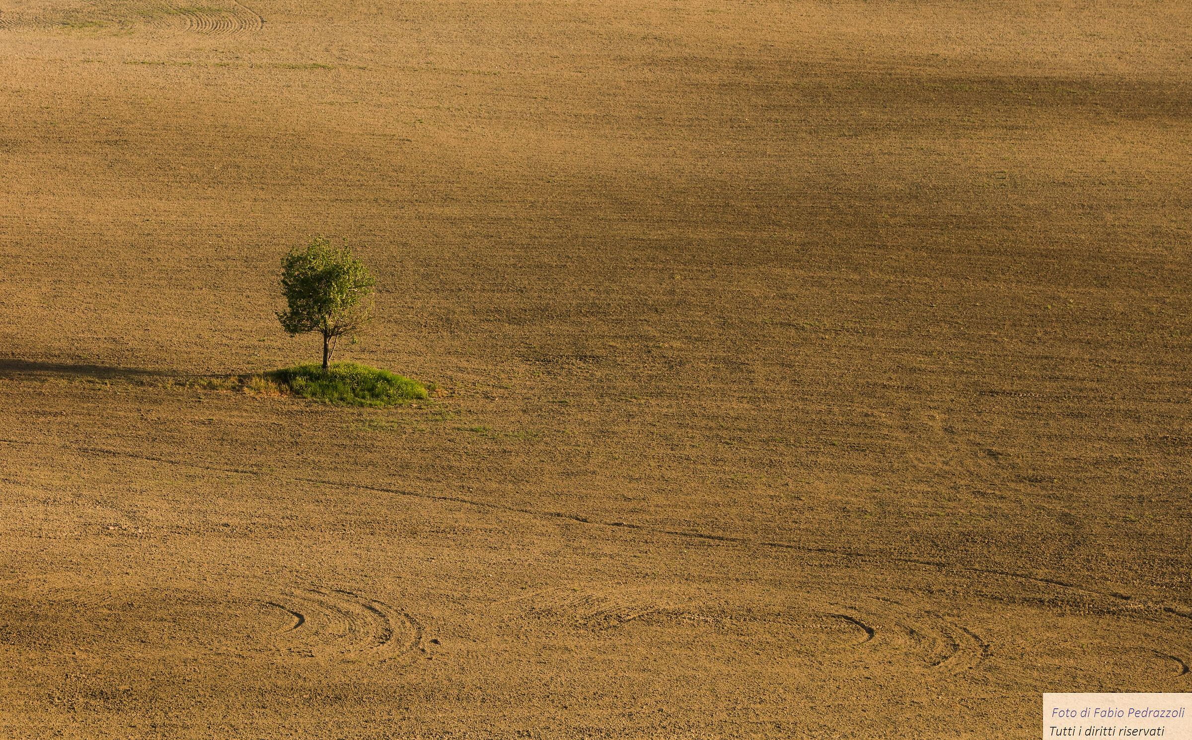 The Lonely Tree