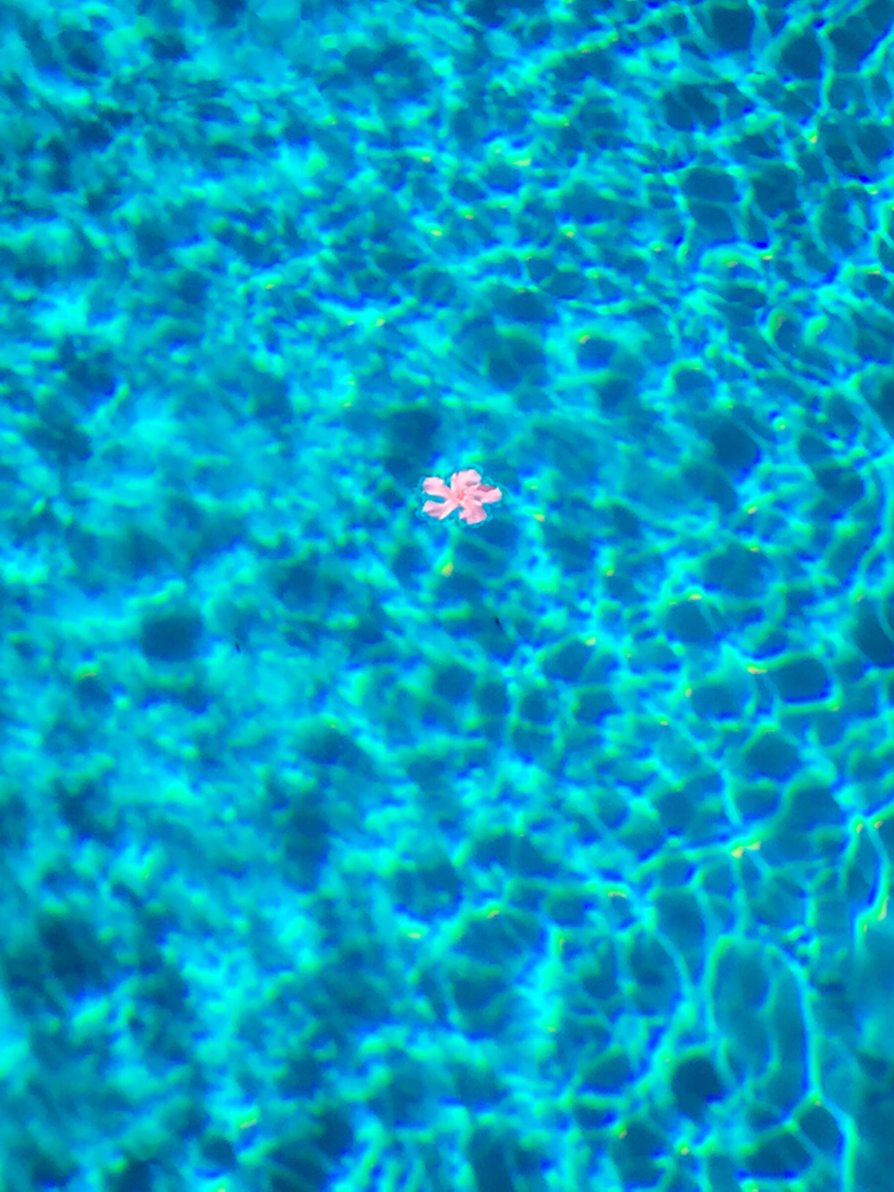 Oleander flower in the pool