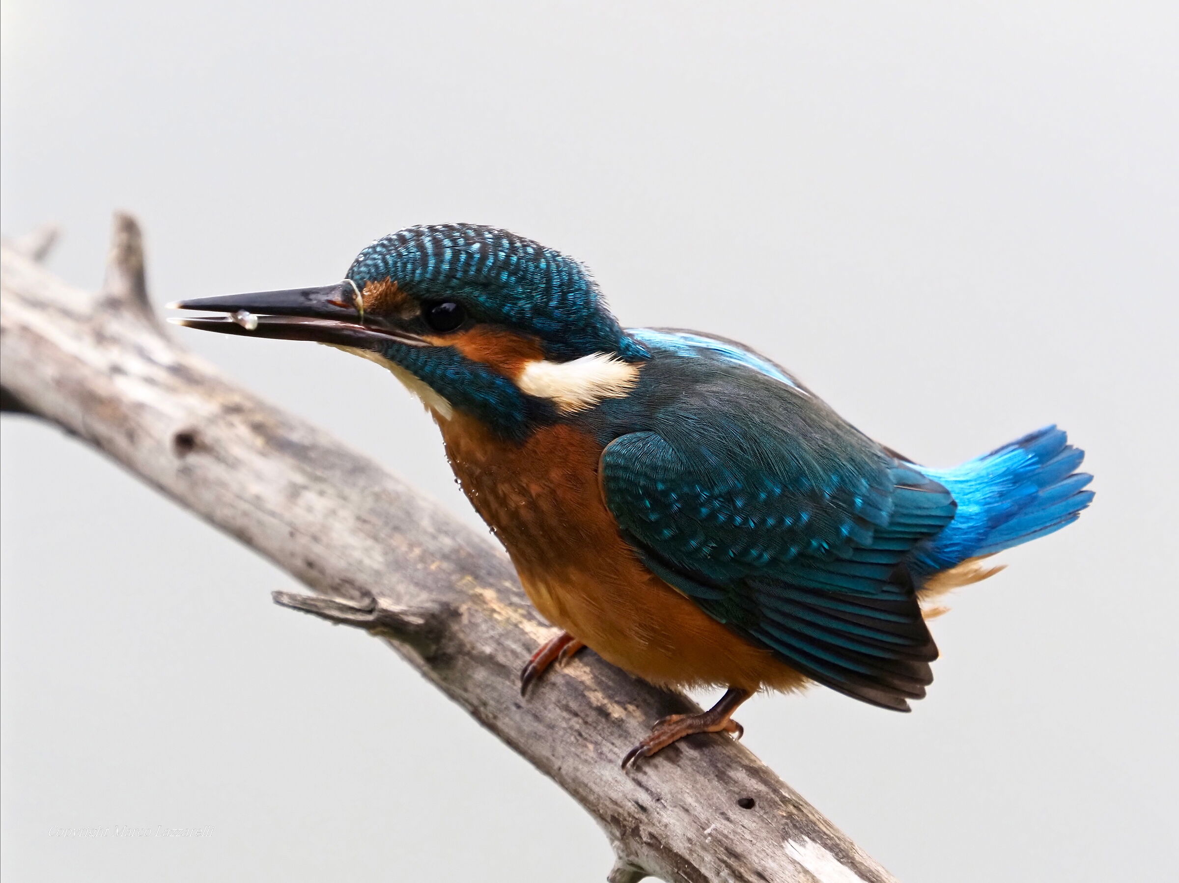 bottino scarso per questo giovane