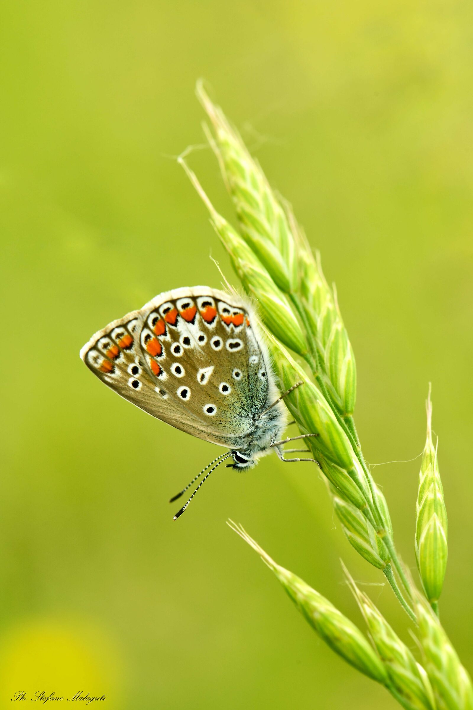 Lycaena