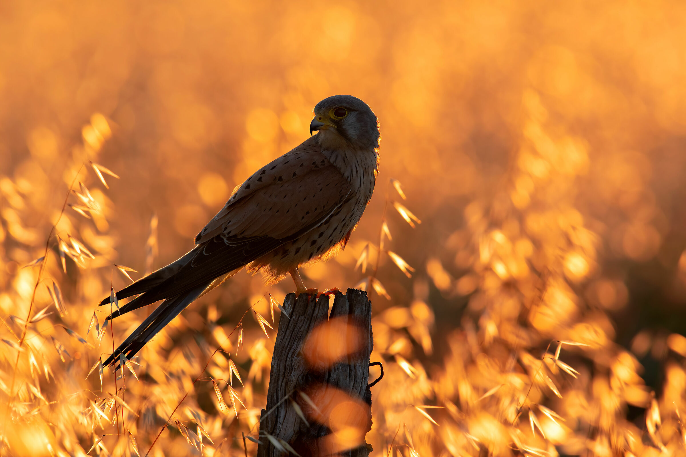 Kestrel