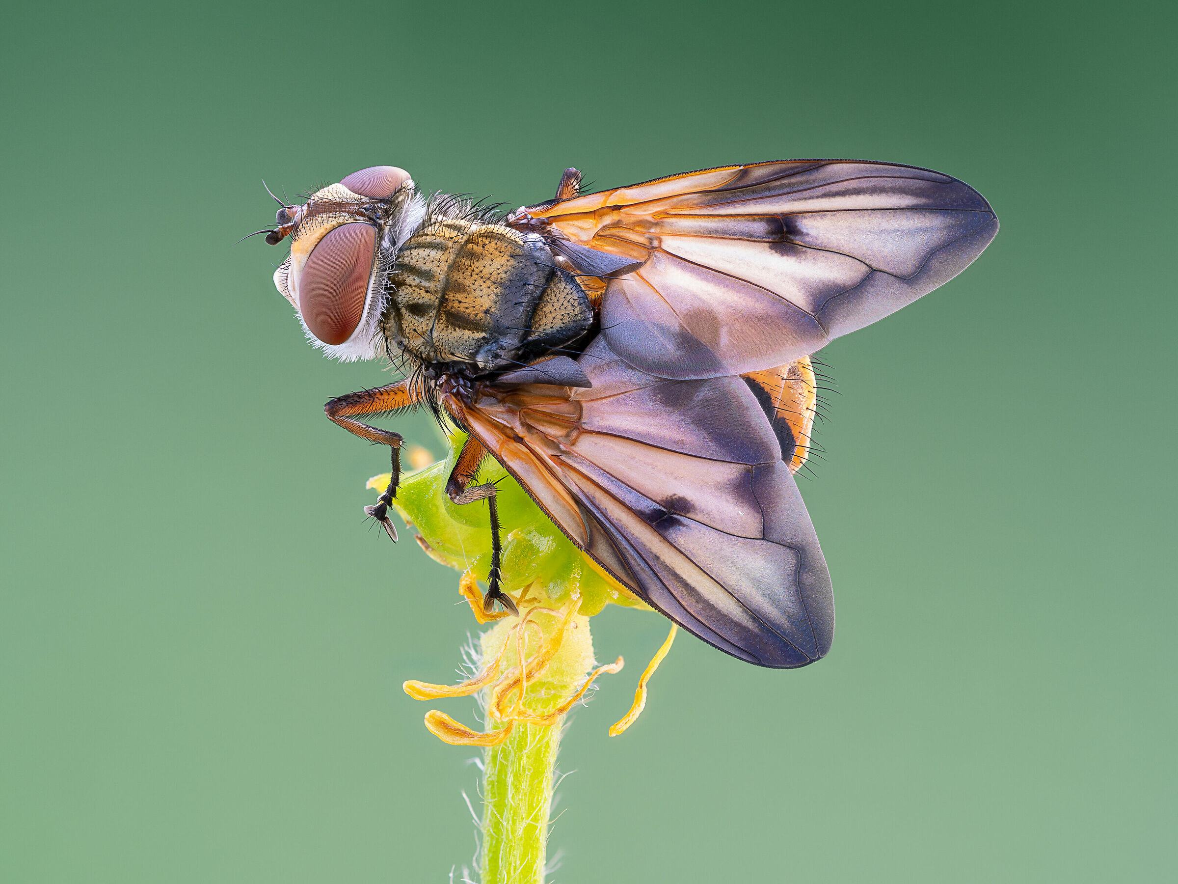 Ectophasia crassipennis