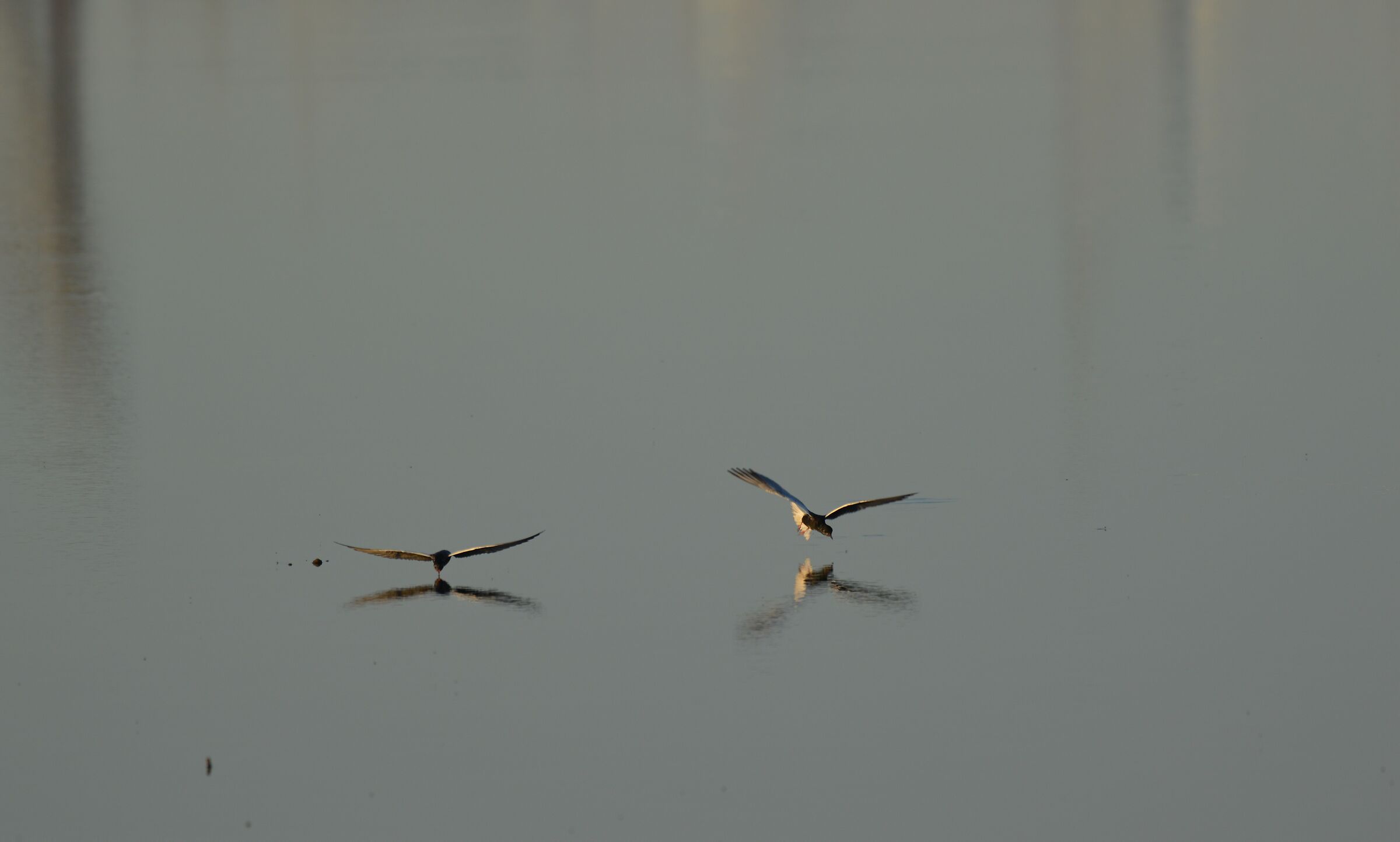 Alibianche mignattini and reflexes