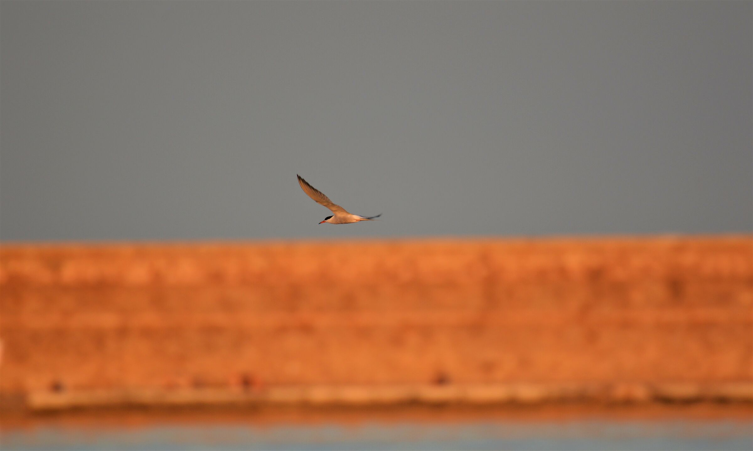 Common sterna in flight at dawn Livorno