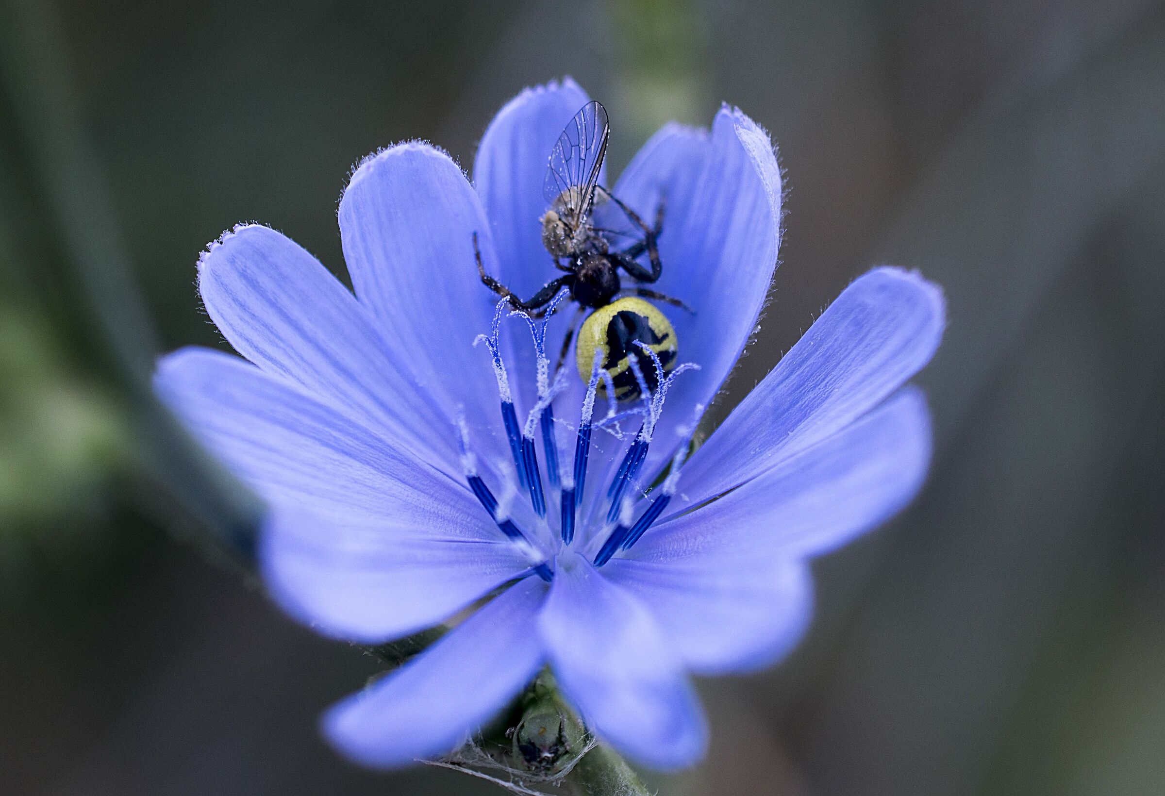 The little one.... big predator