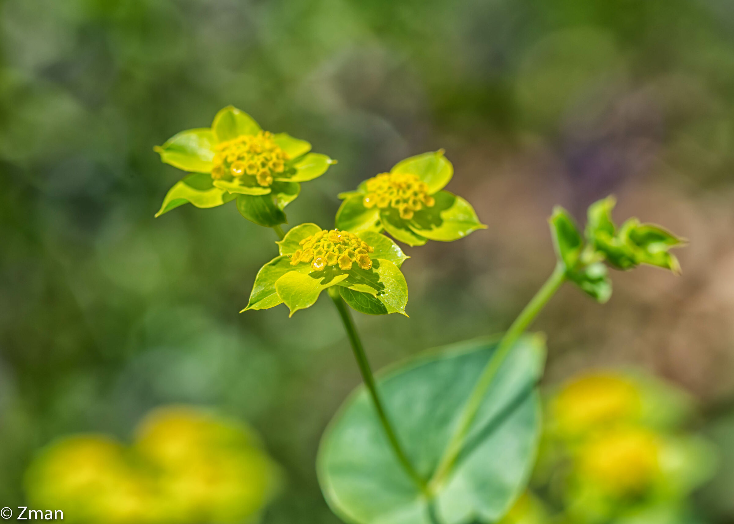 Fiore dell'orecchio della lepre