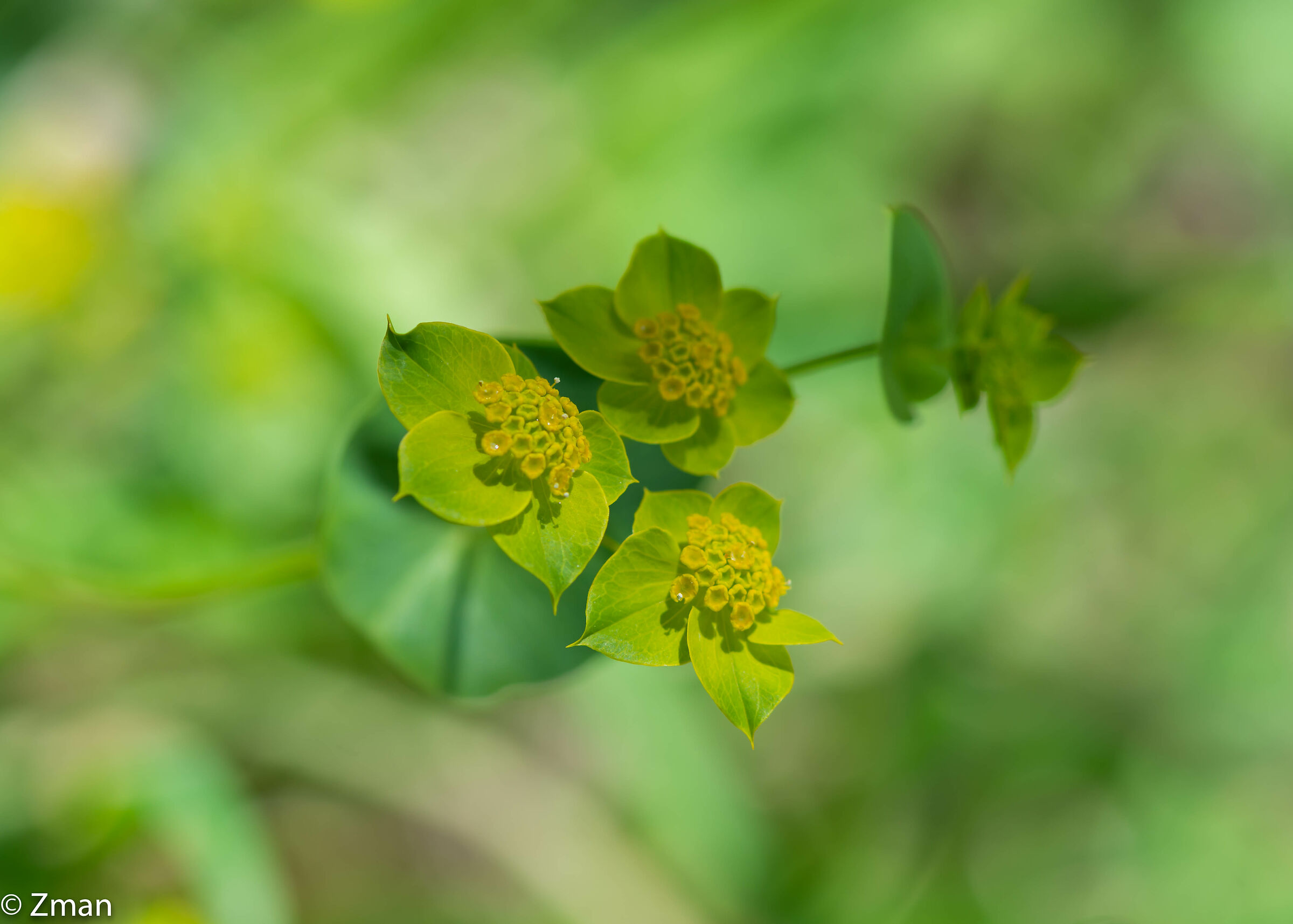 Fiore dell'orecchio della lepre