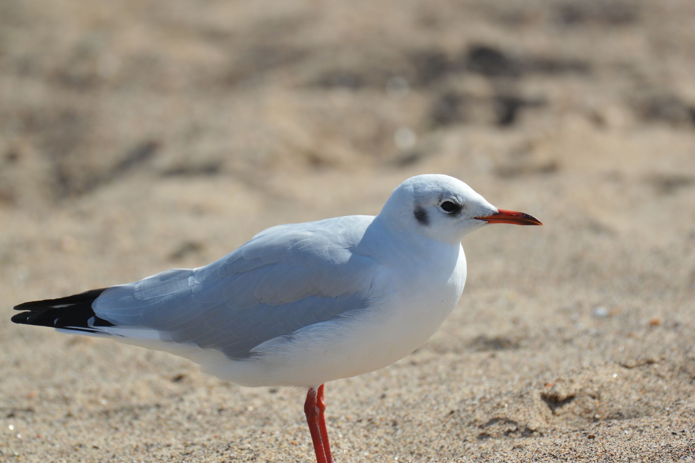 simplicity and beauty of the common seagull