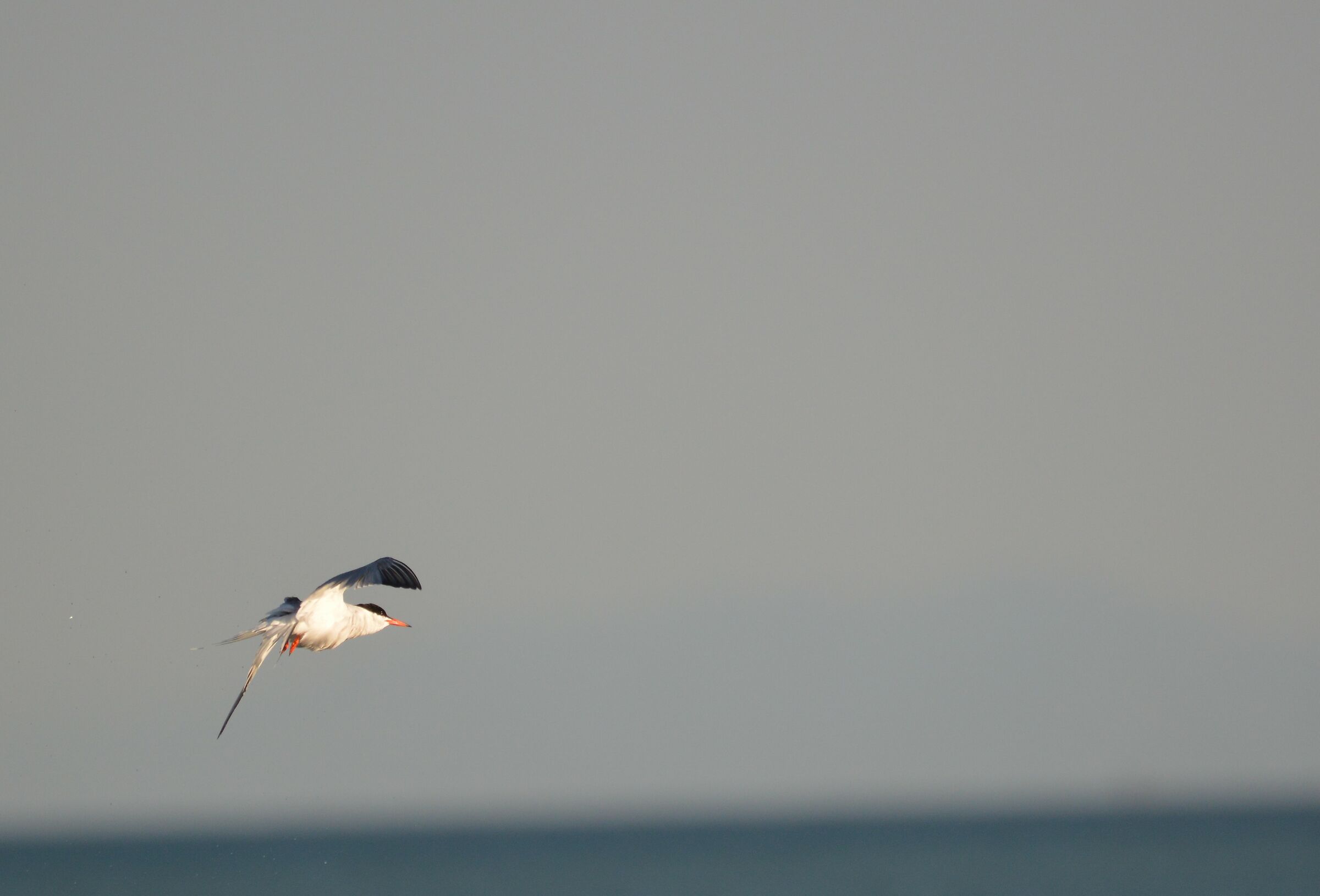 Common sternum in lightning flight