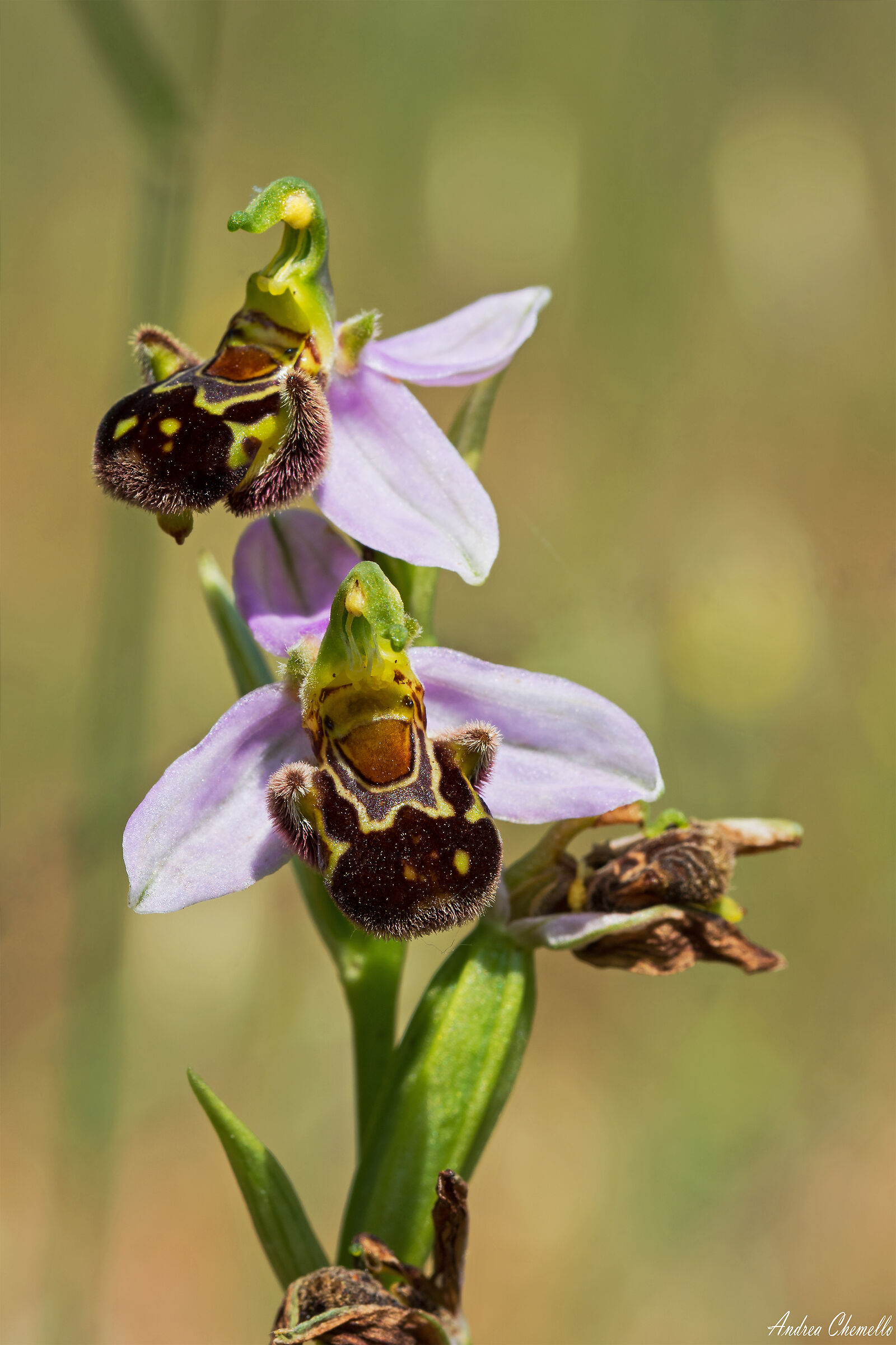 Vesparia (Ophrys apifera)