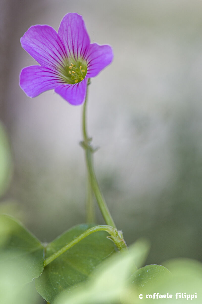 Acetosella (Oxalis debilis)