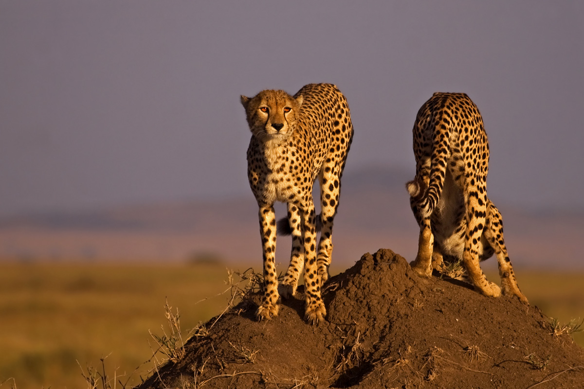 we would like a cheetah on the mound .............