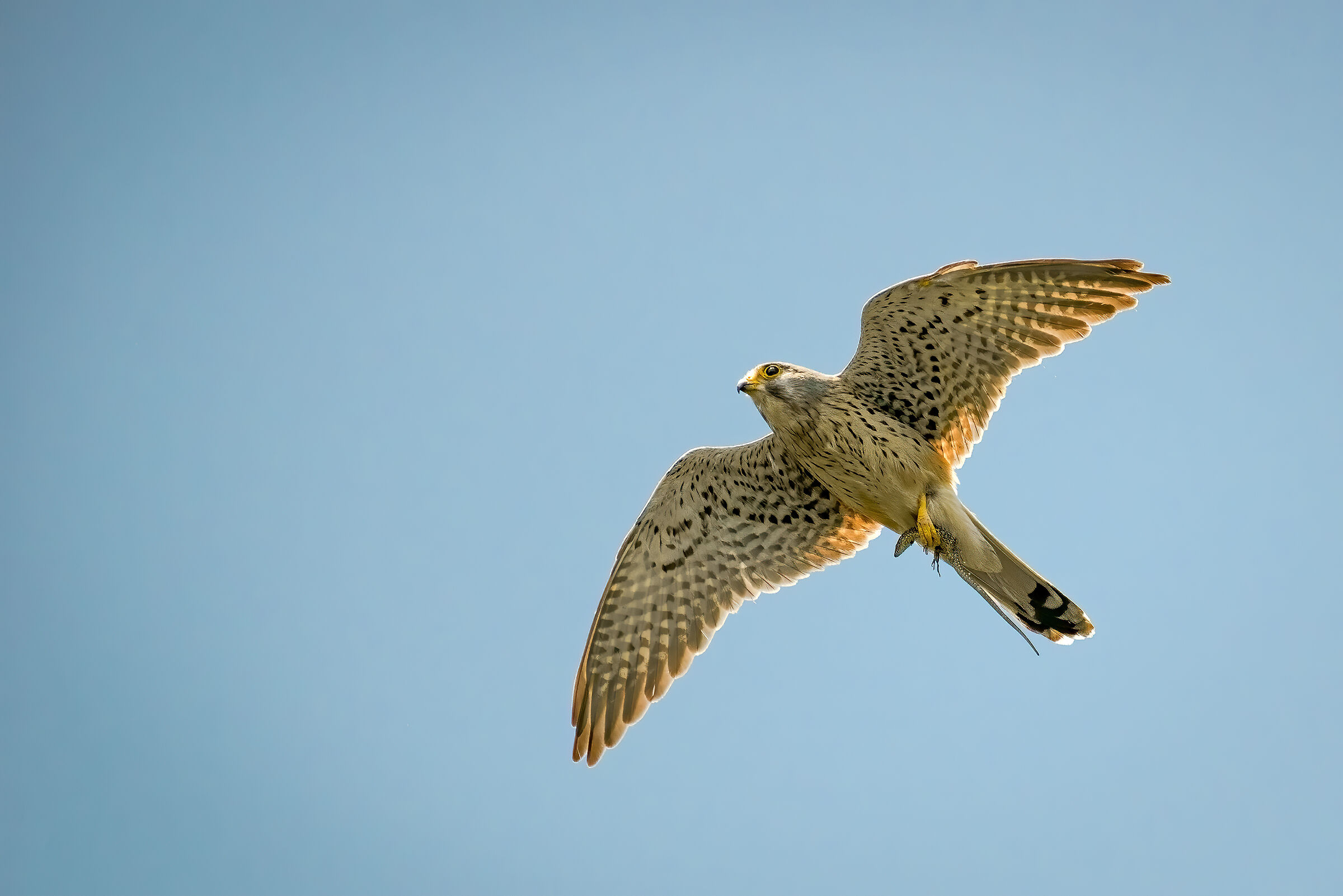 Gheppio maschio con preda