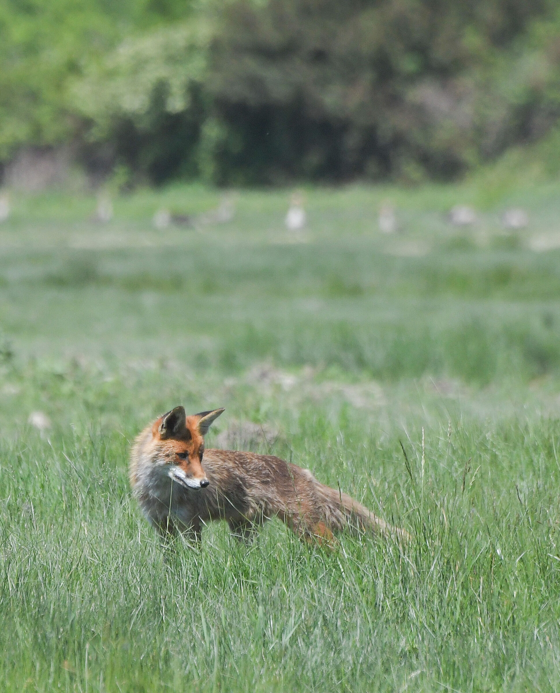 Fox