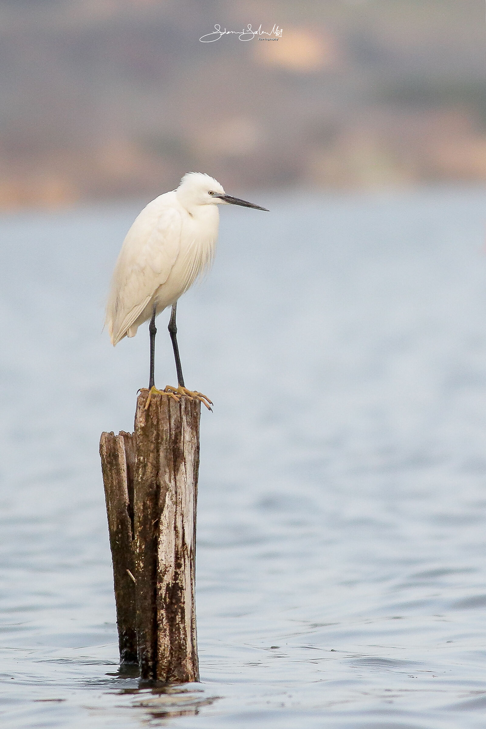 Solitary (Egretta Egretta Egret, Linnaeus, 1766)
