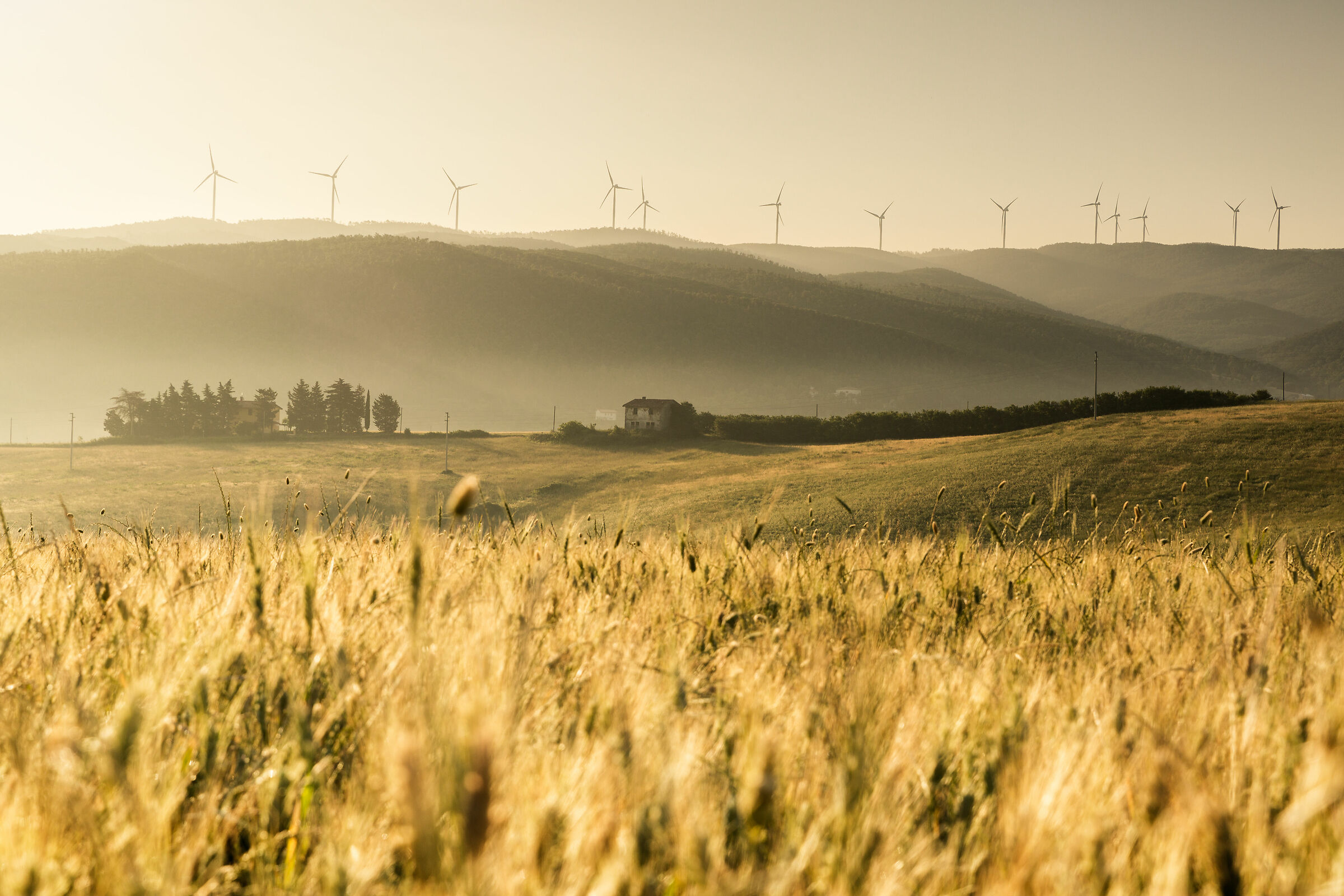 Light in a morning spring