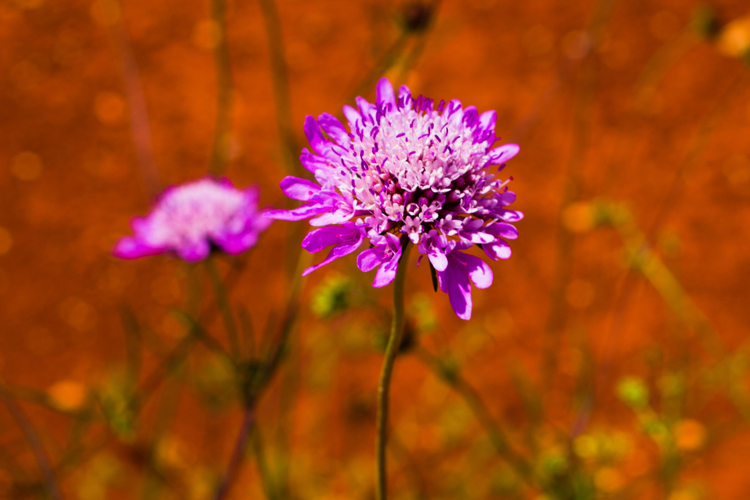 Flower_1