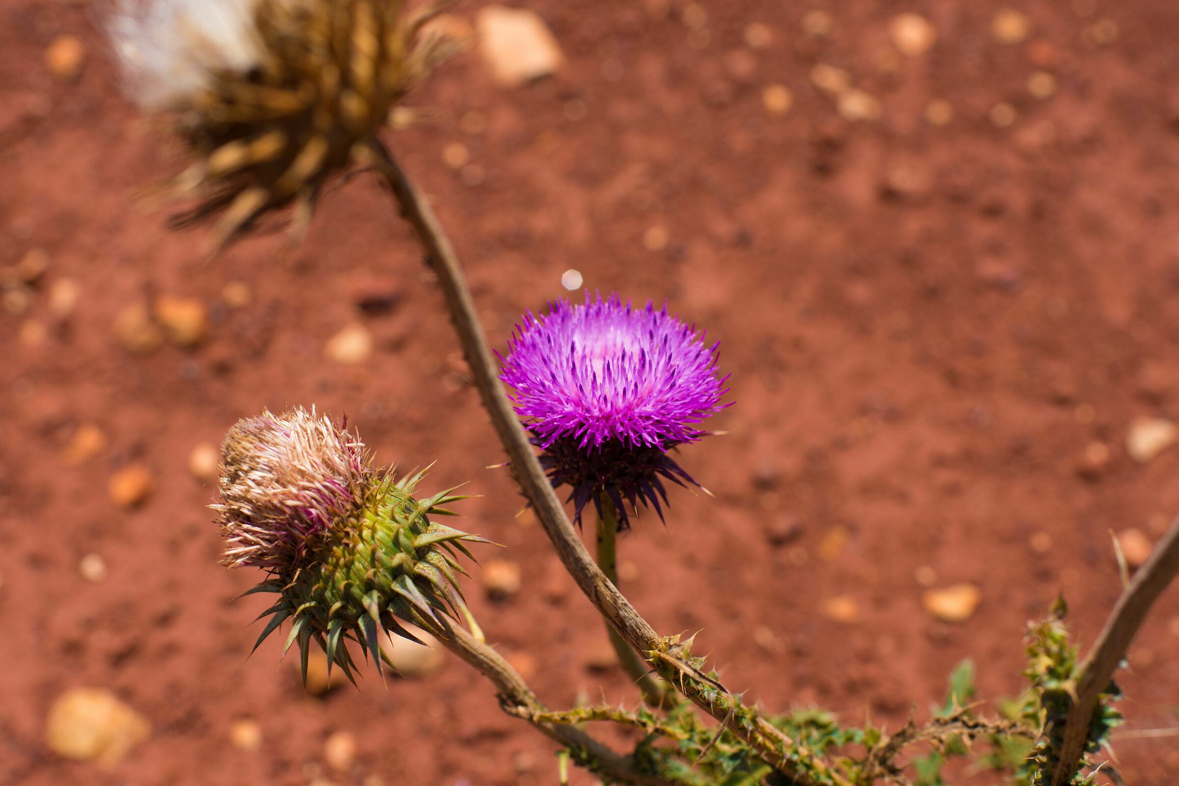 Flower_2