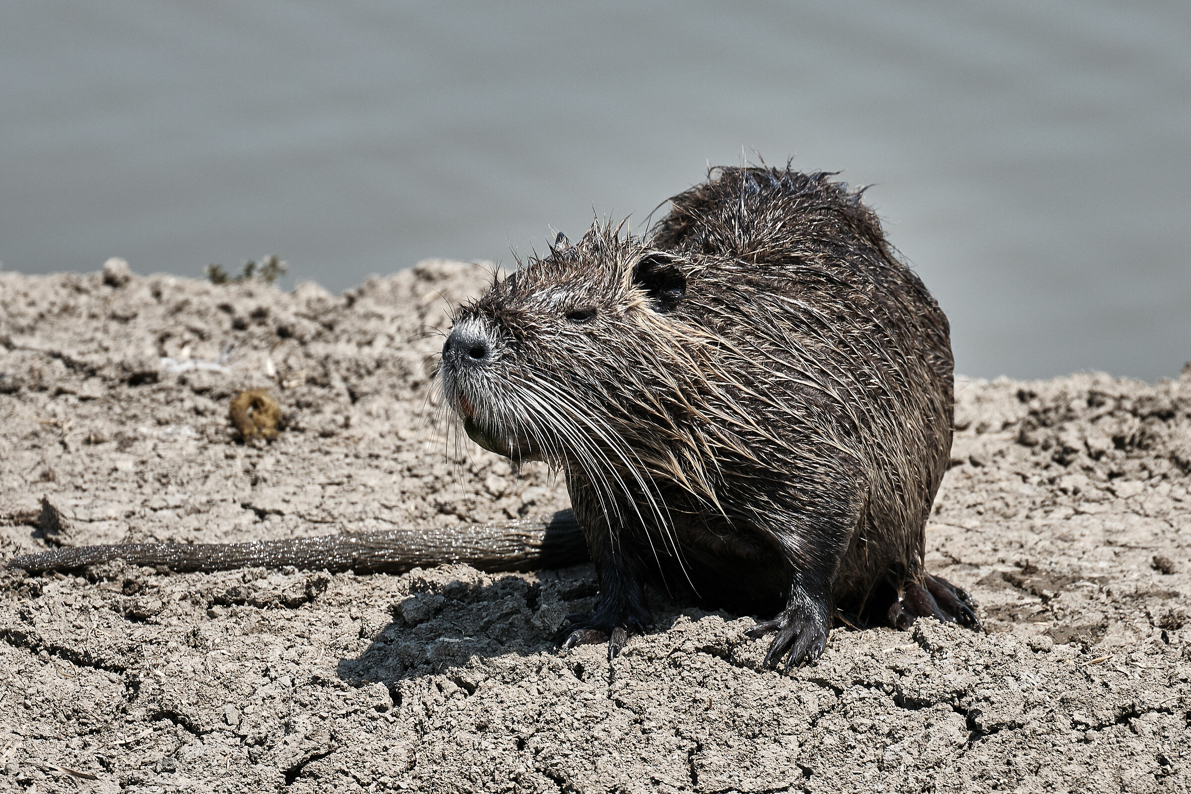 nutria