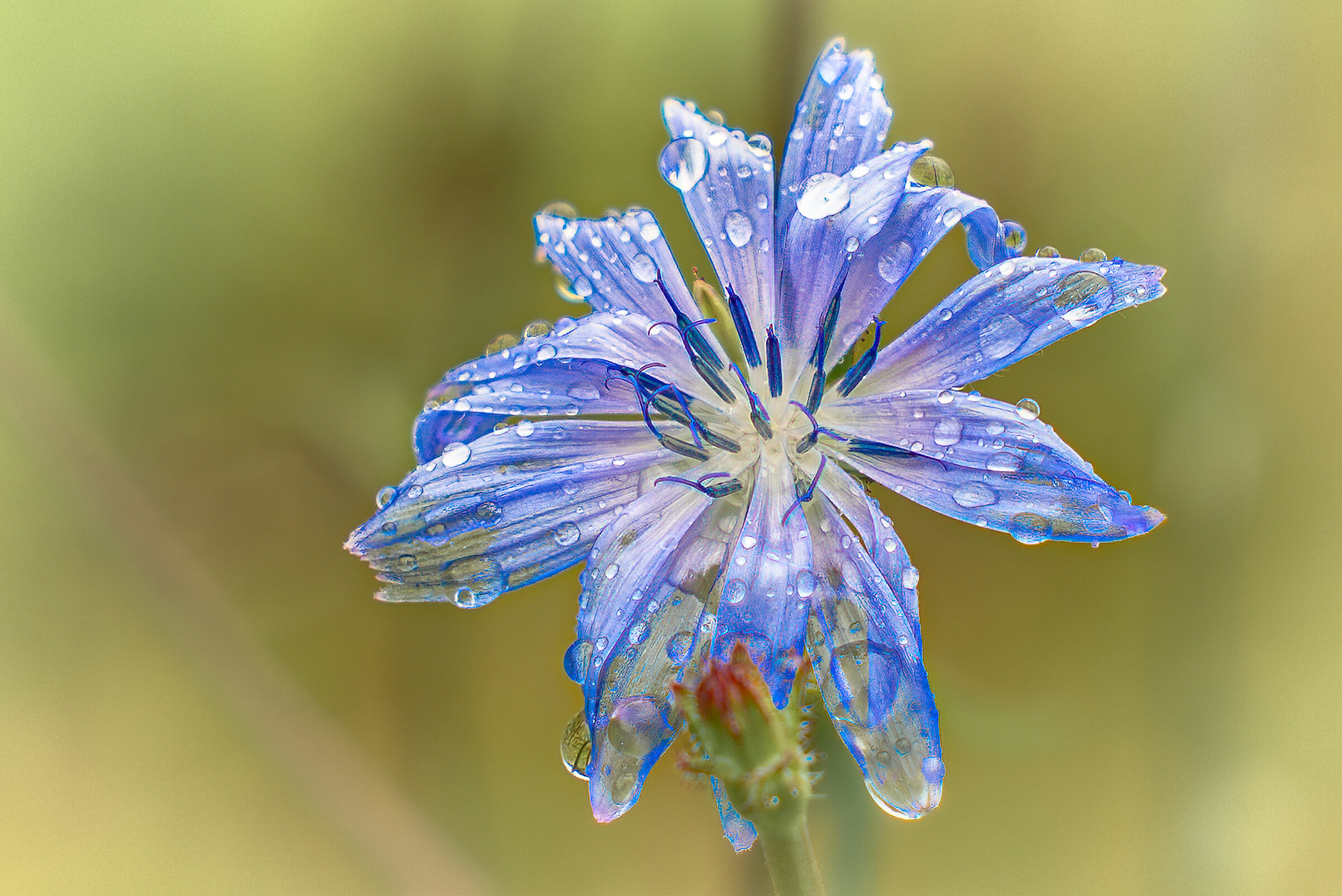 Flower with rain