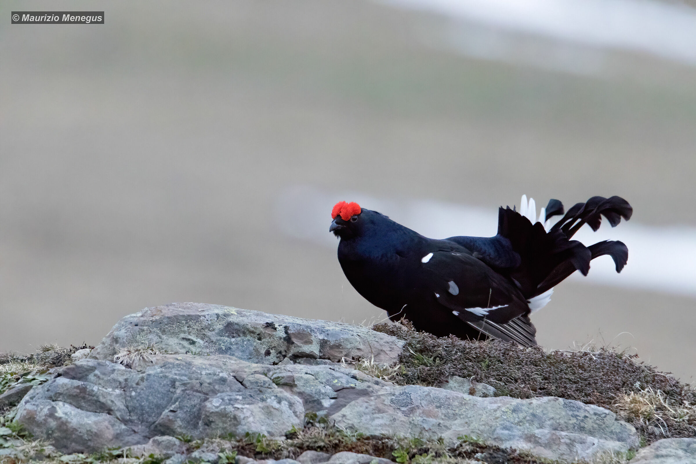 Gallo forcello a 10000 ISO maggio 2020 Dolomiti