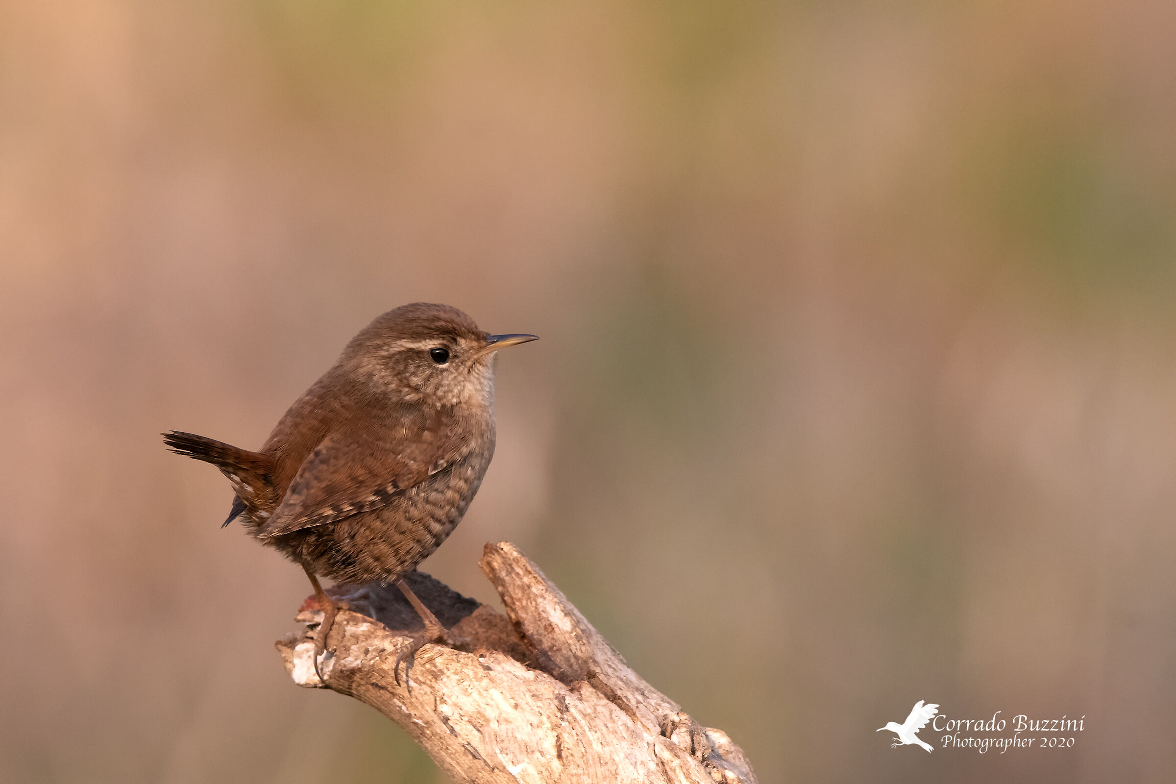 Wren