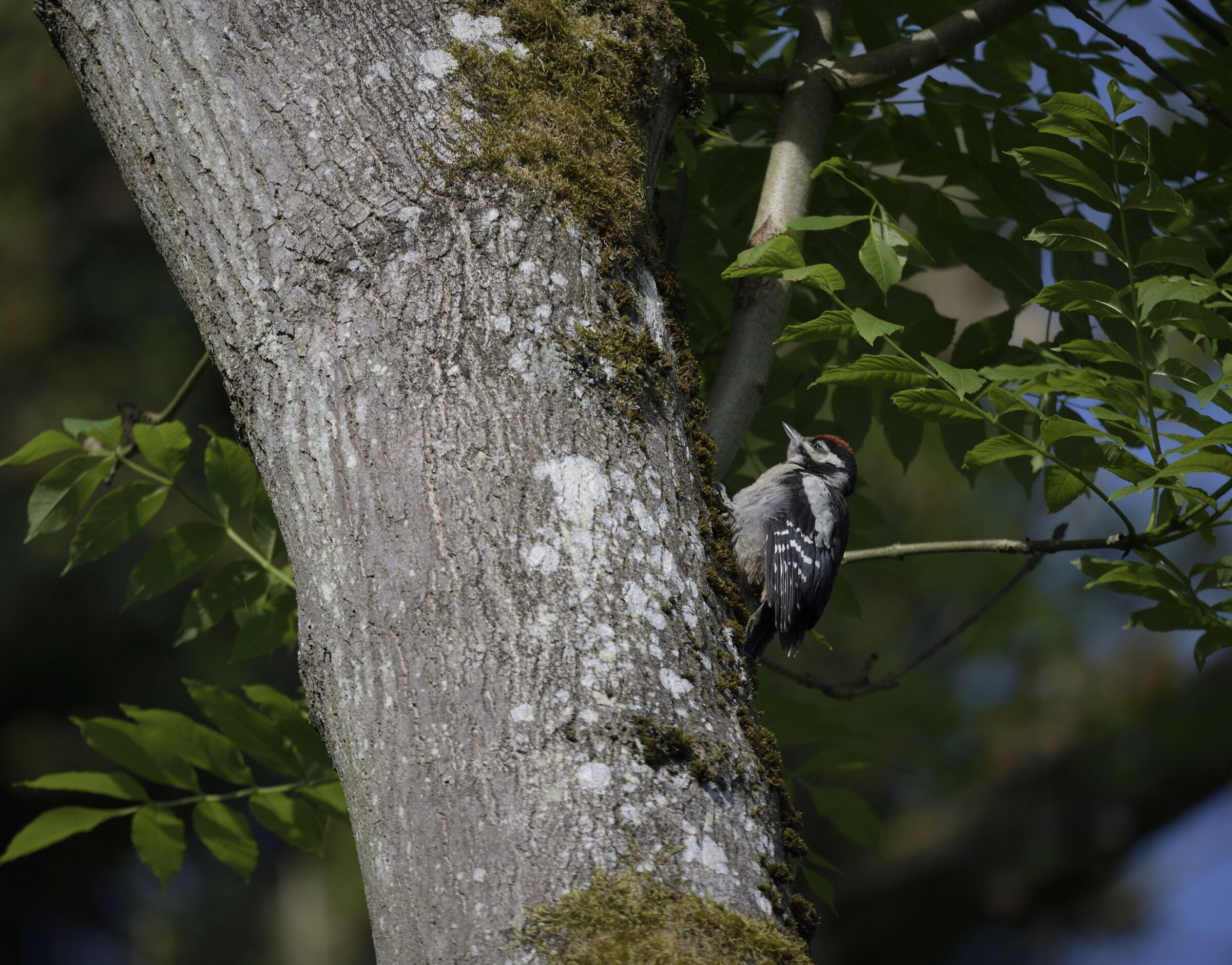 Picchio rosso minore