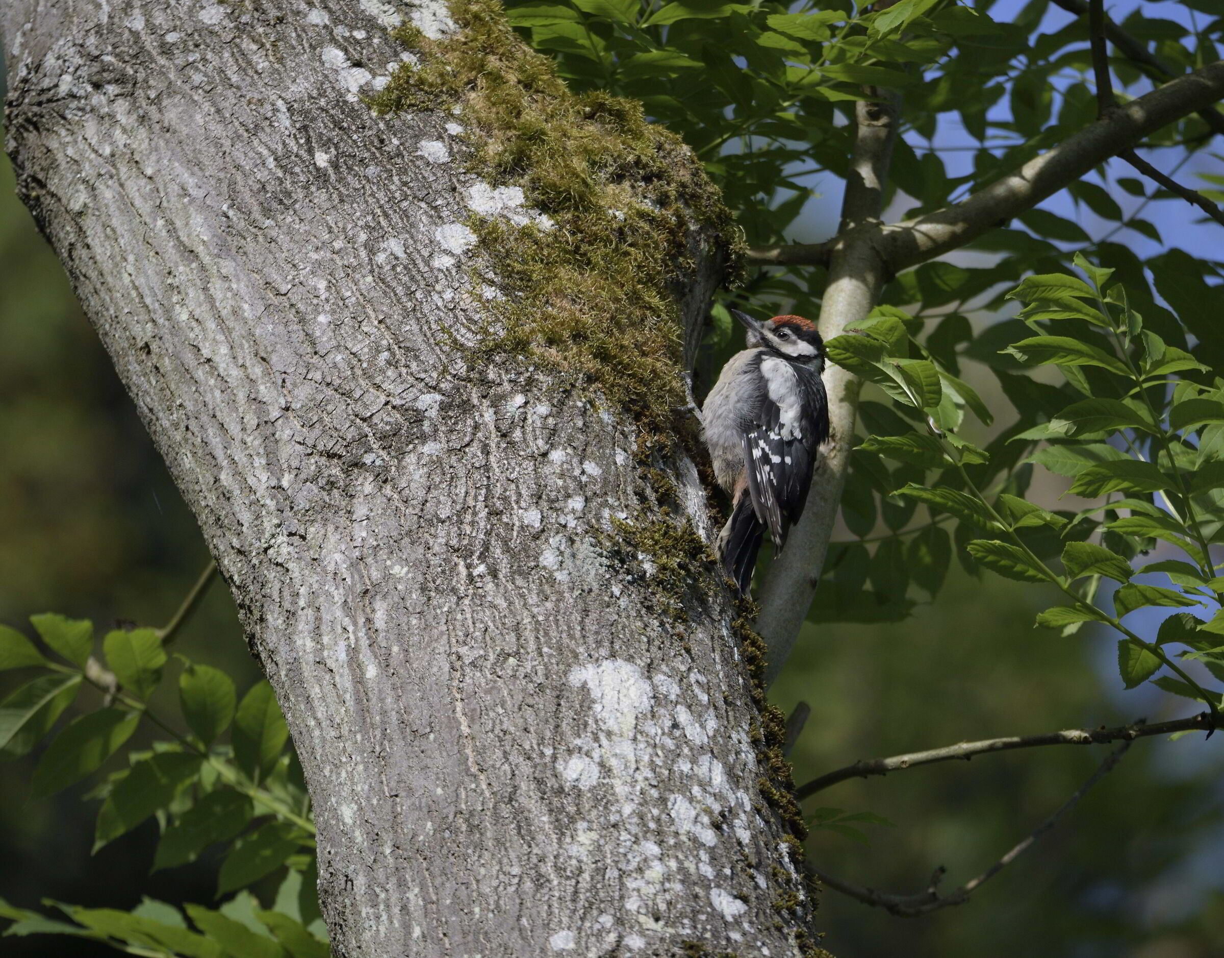Picchio rosso minore