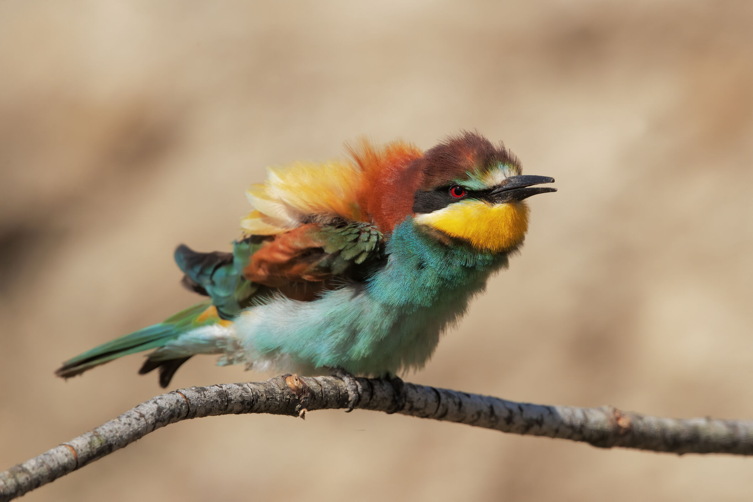 Bee-eater