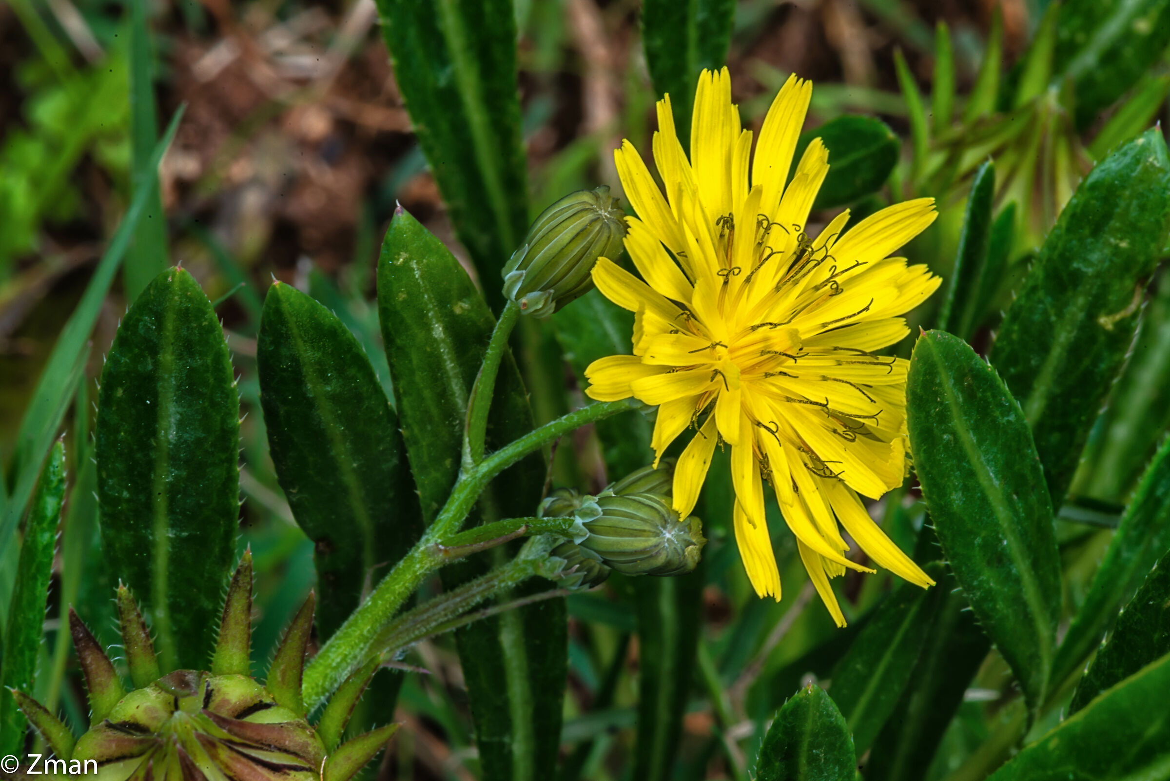Fiori di ossina toesa