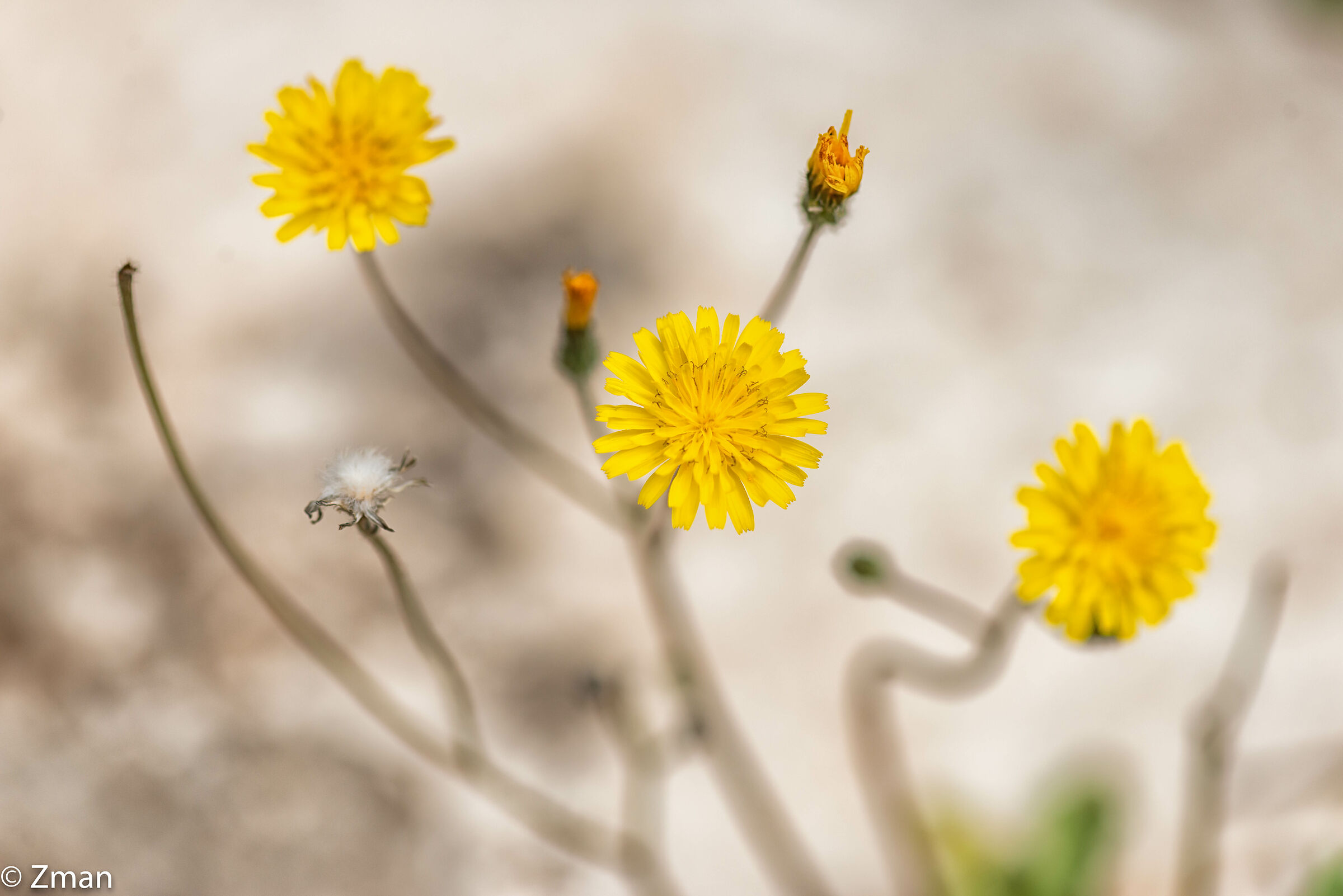 Fiori di ossina toesa