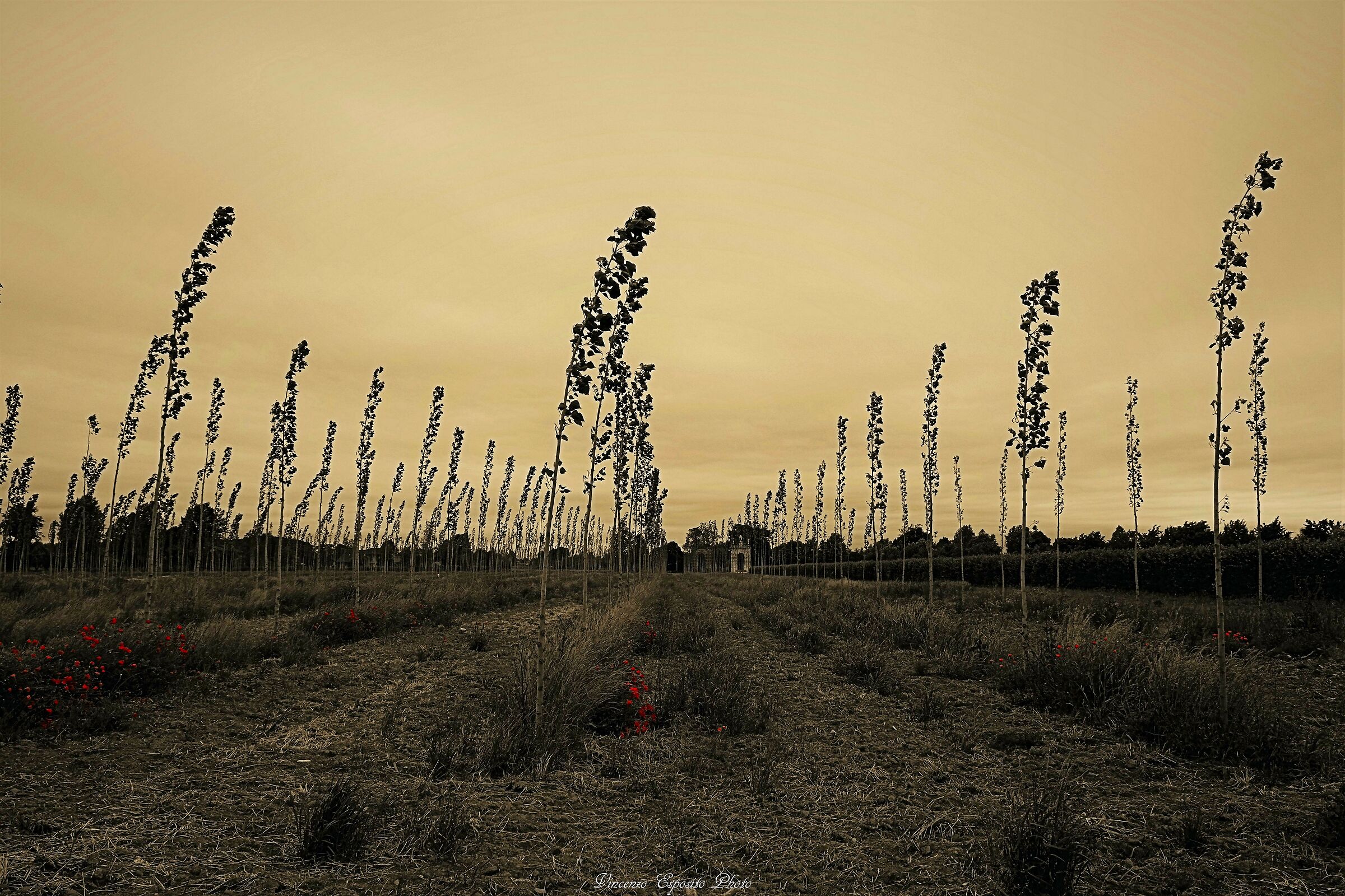 the wind and the countryside
