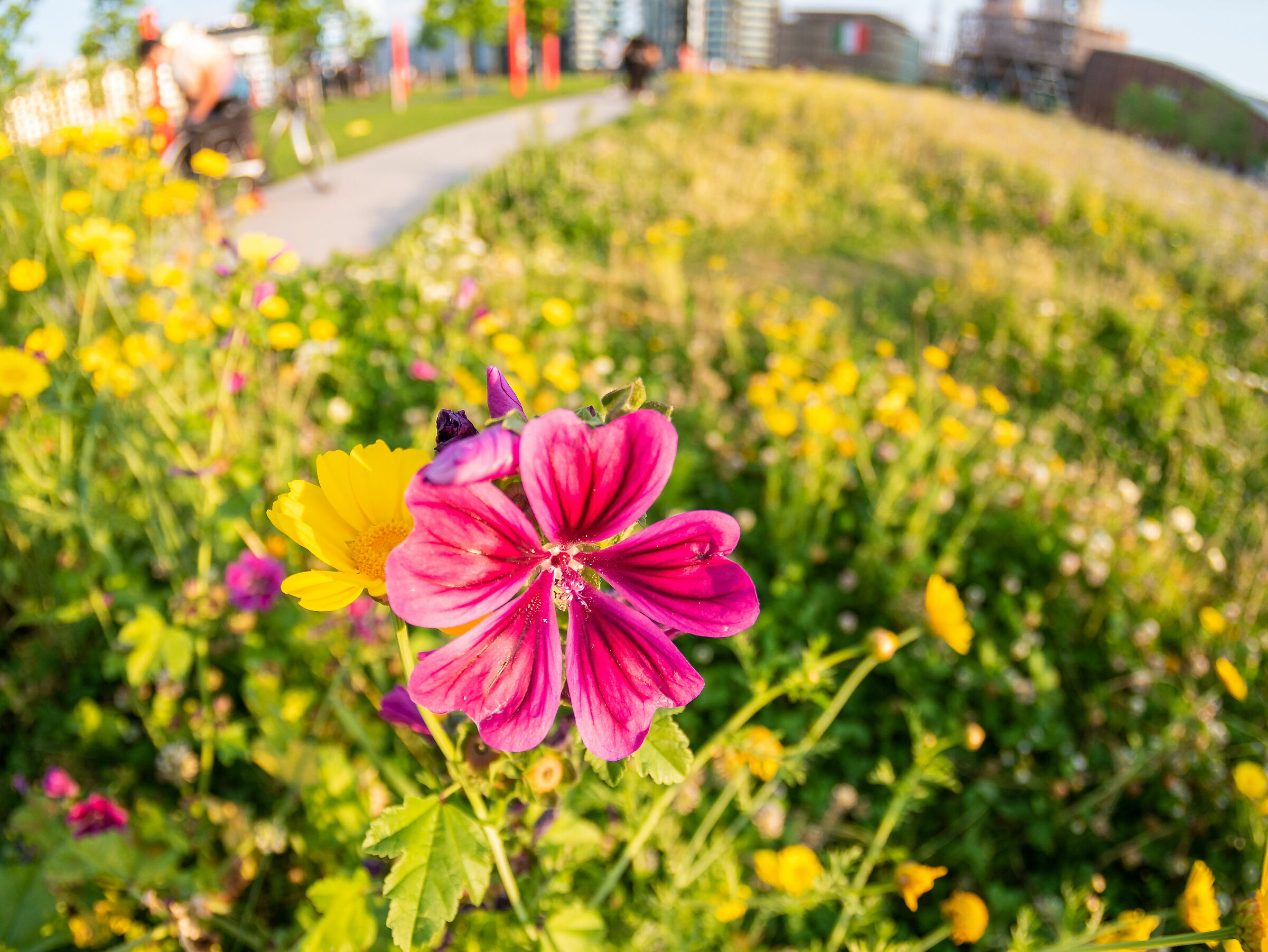 Tree Library - Milan