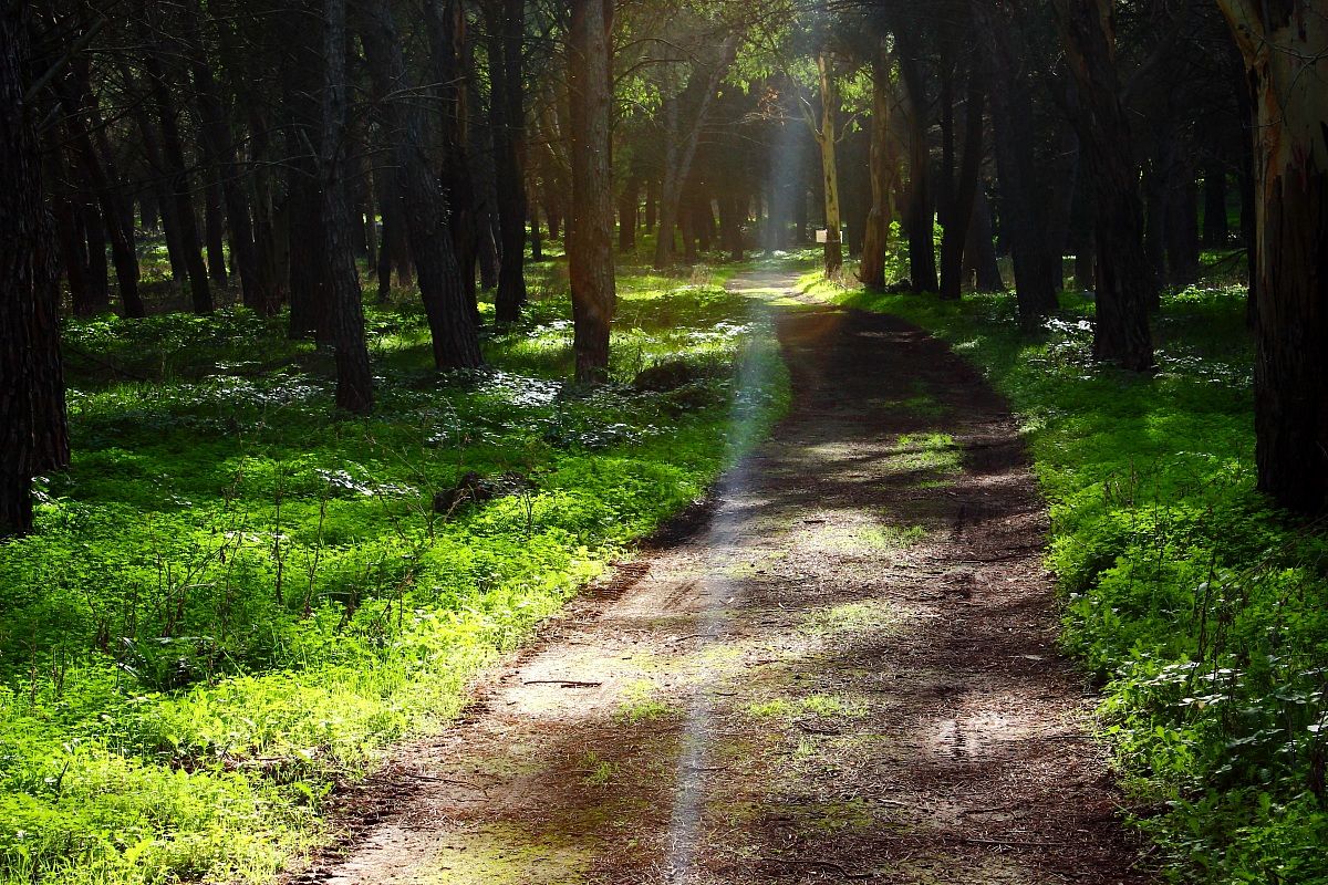 Sword of light on the path