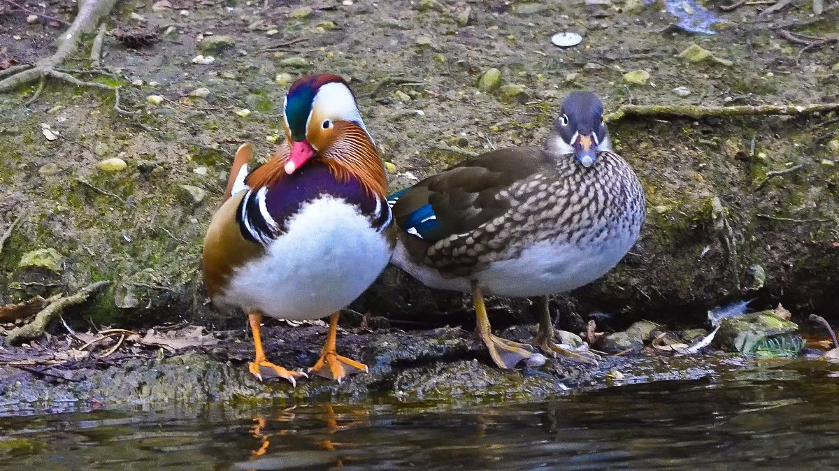 Male and female Mandarina Duck