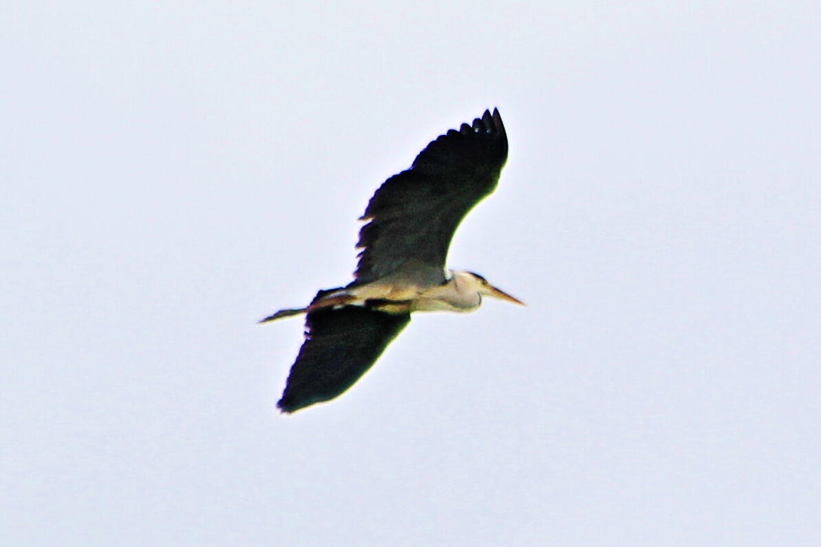 Airone cenerino