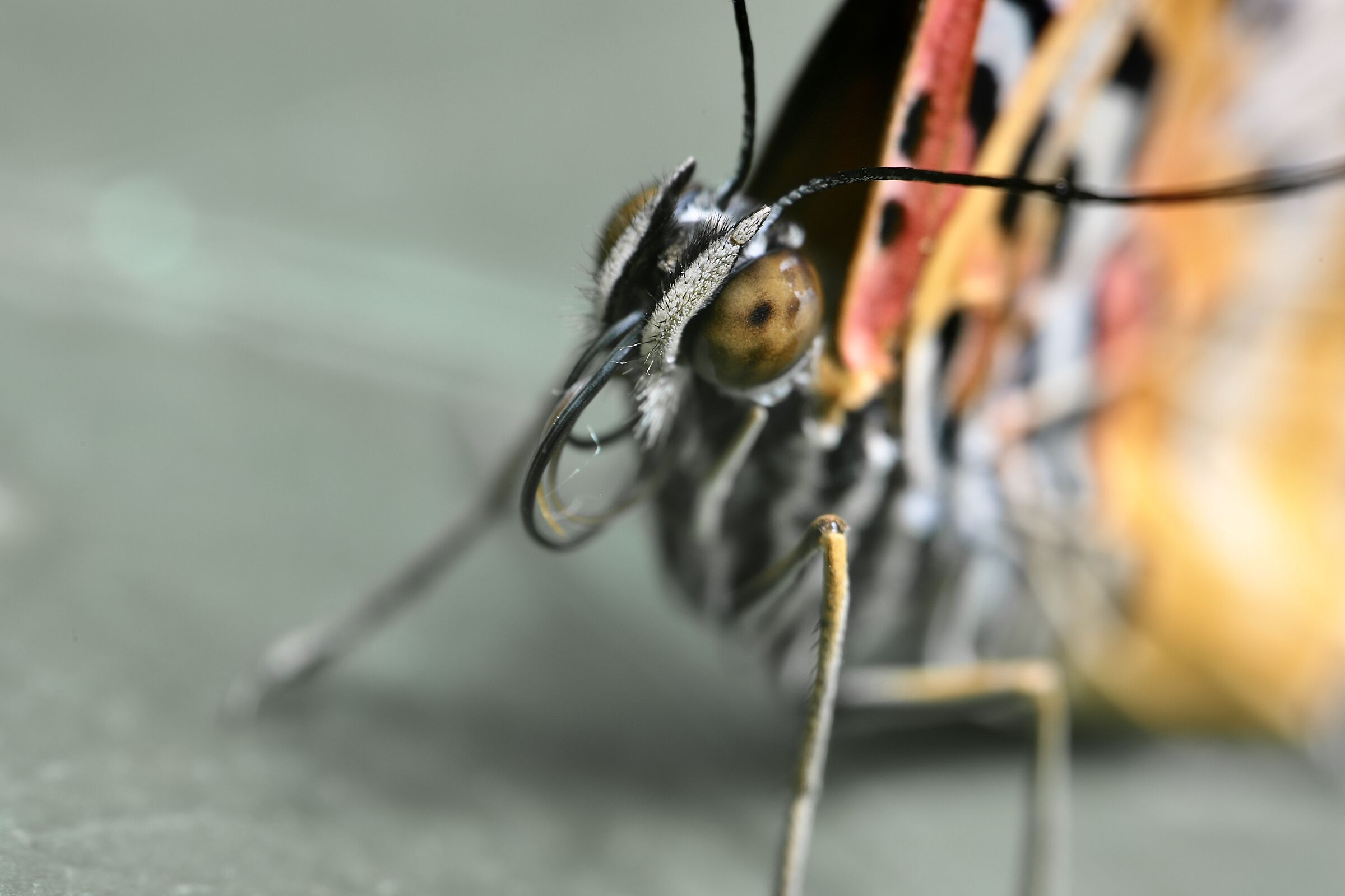 look butterfly part 2